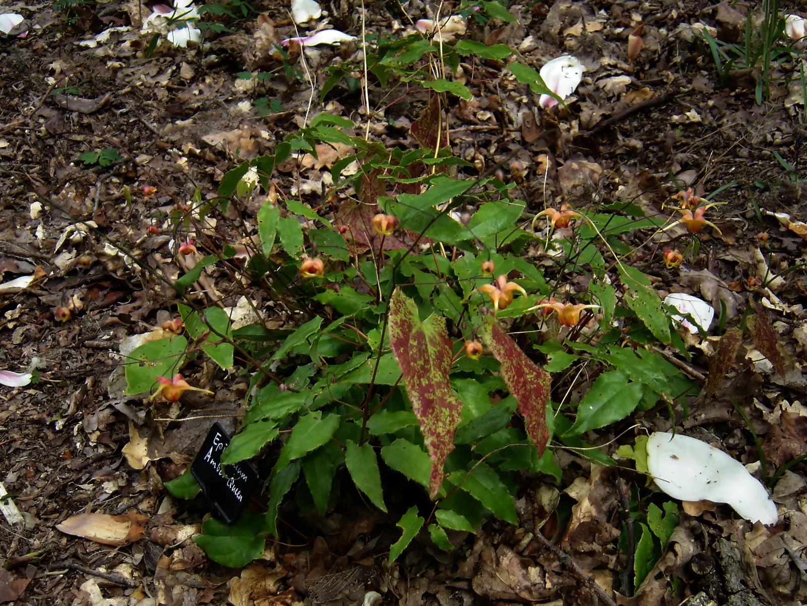 Amber Queen Barrenwort (Epimedium 'Amber Queen') — Hardy in zones 5-9, it thrives in partial to full shade and well-drained soil