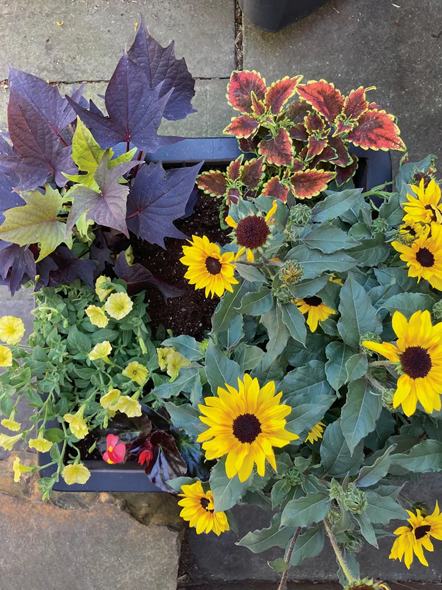 Saturn™ Sunflower (Helianthus) — it attracts bees and butterflies and performs well in beds