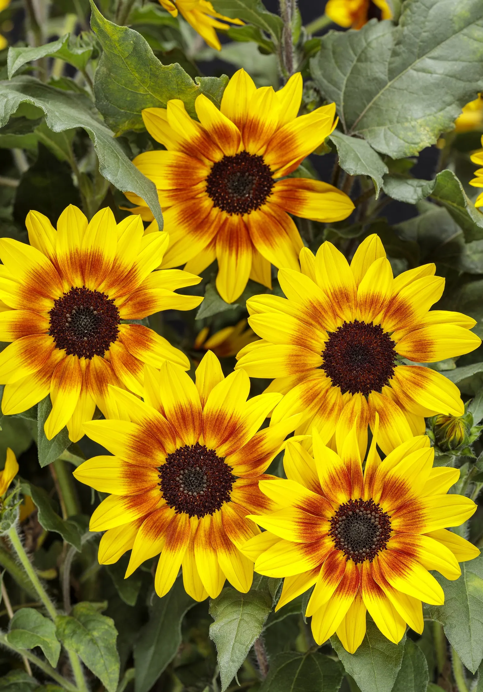 Saturn™ Sunflower (Helianthus) — brown and yellow flowers in the garden