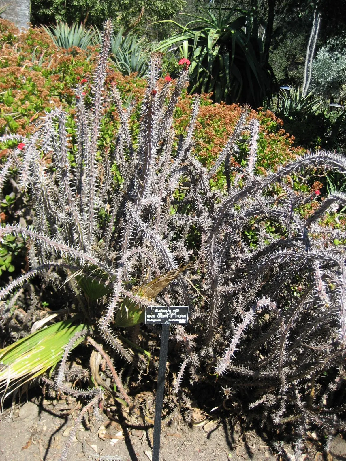 Crown Of Thorns (Euphorbia Milii Var. Hislopii) — Typically reaching heights of 1 to 2 feet with a similar spread