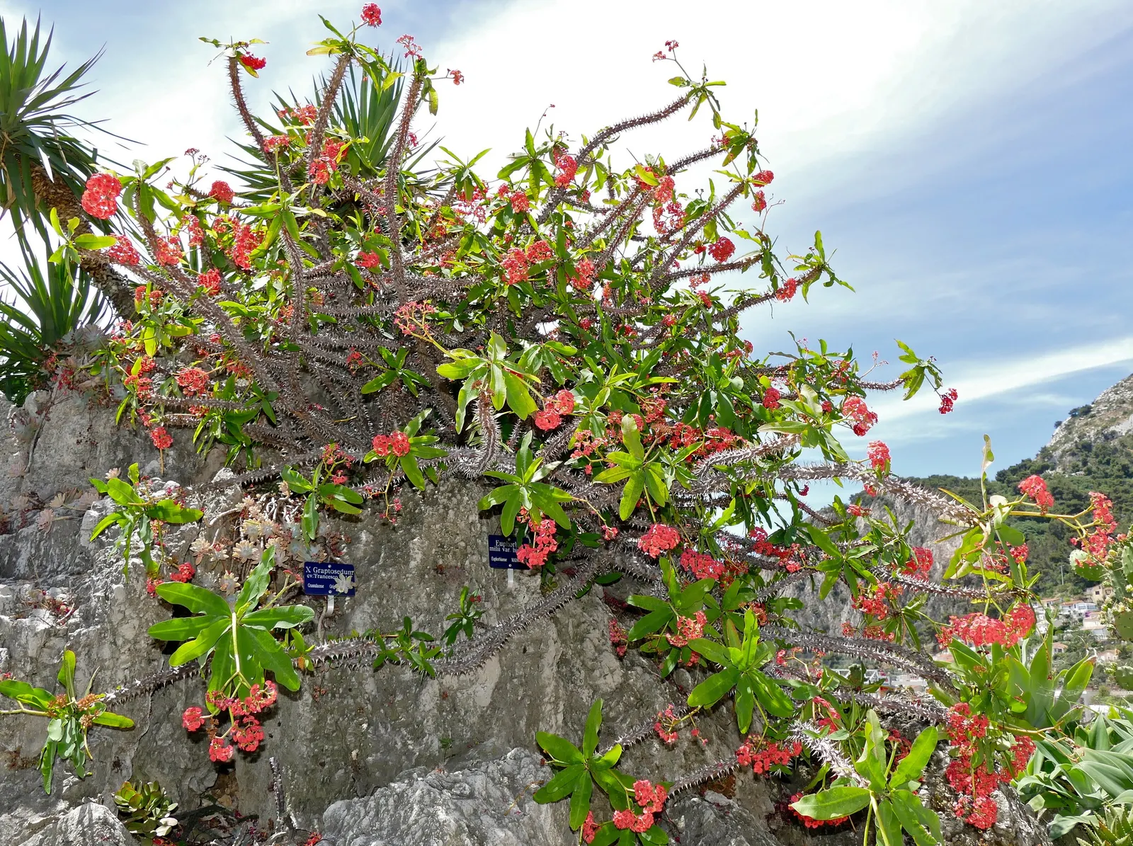 Crown Of Thorns (Euphorbia Milii Var. Hislopii) — This drought-tolerant species requires full sun and well-drained soil, perfect for xeriscapes
