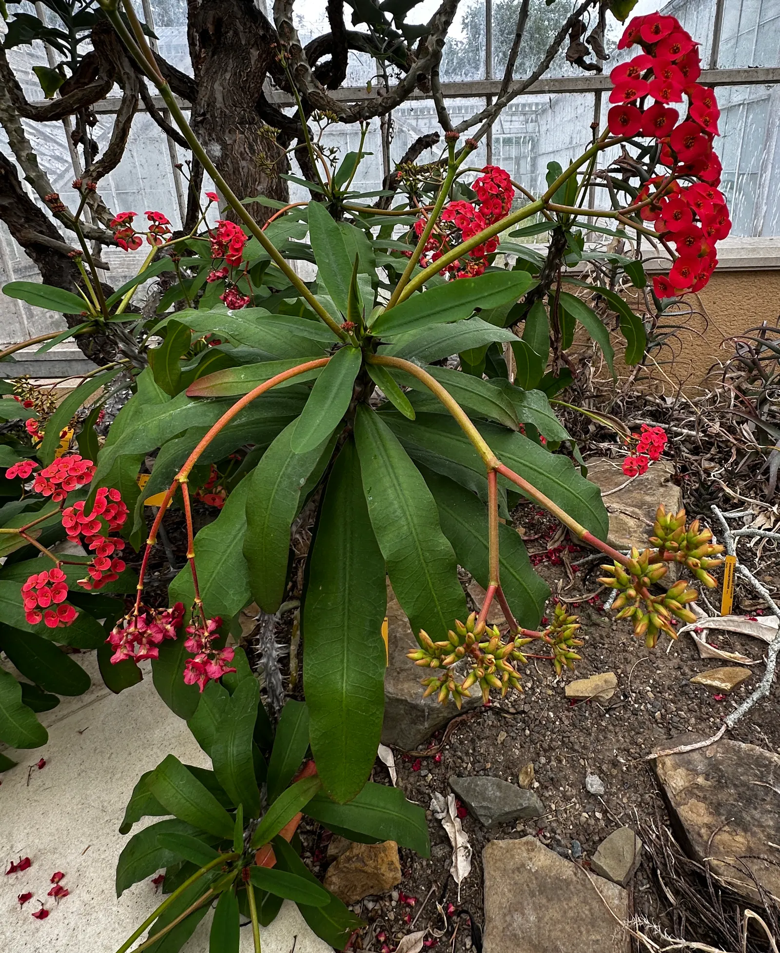 Crown Of Thorns (Euphorbia Milii Var. Hislopii) — colorful bracts encircling petite flowers year-round