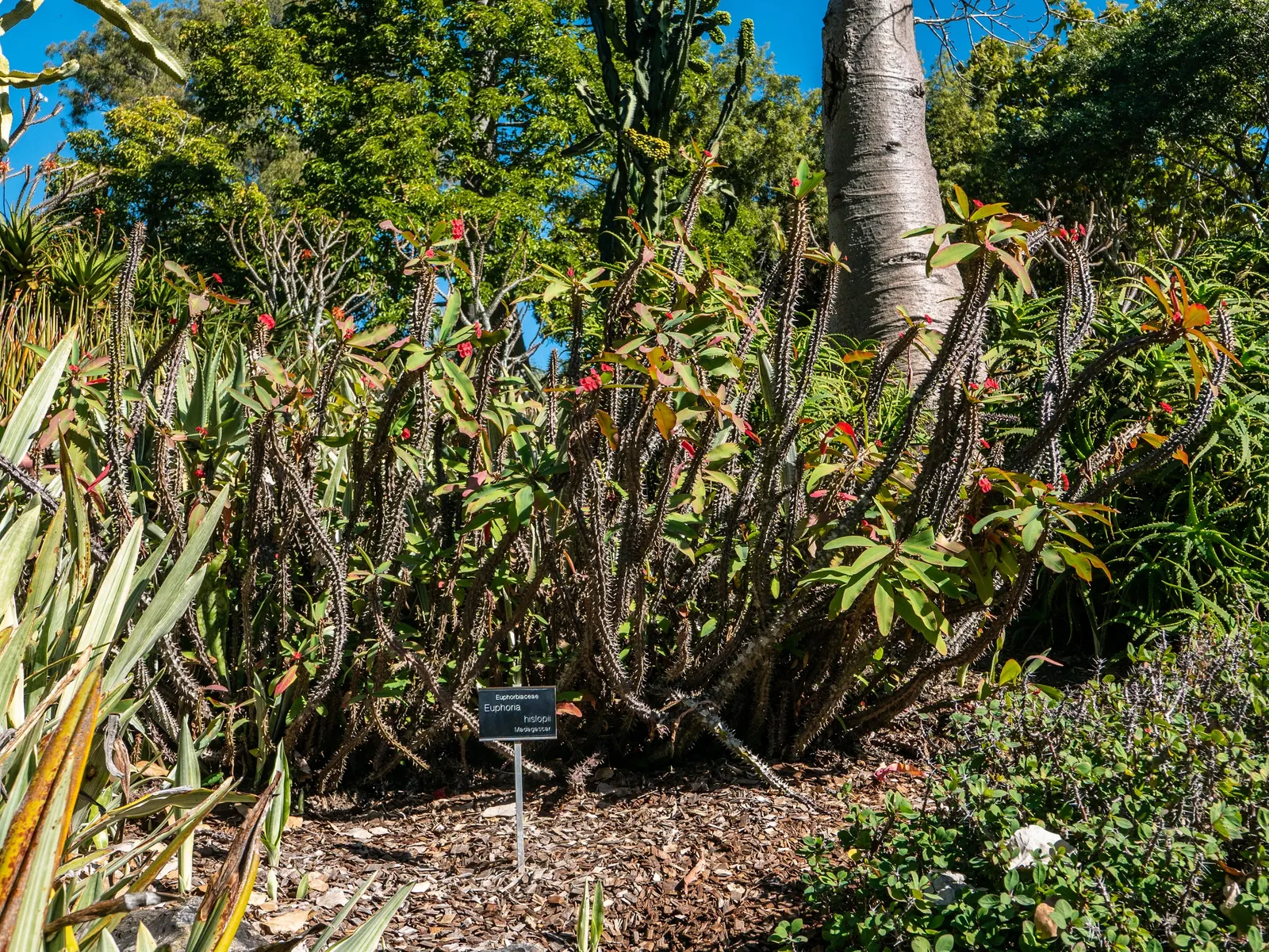 Crown Of Thorns (Euphorbia Milii Var. Hislopii) — Maintain gloves when handling due to its irritant sap