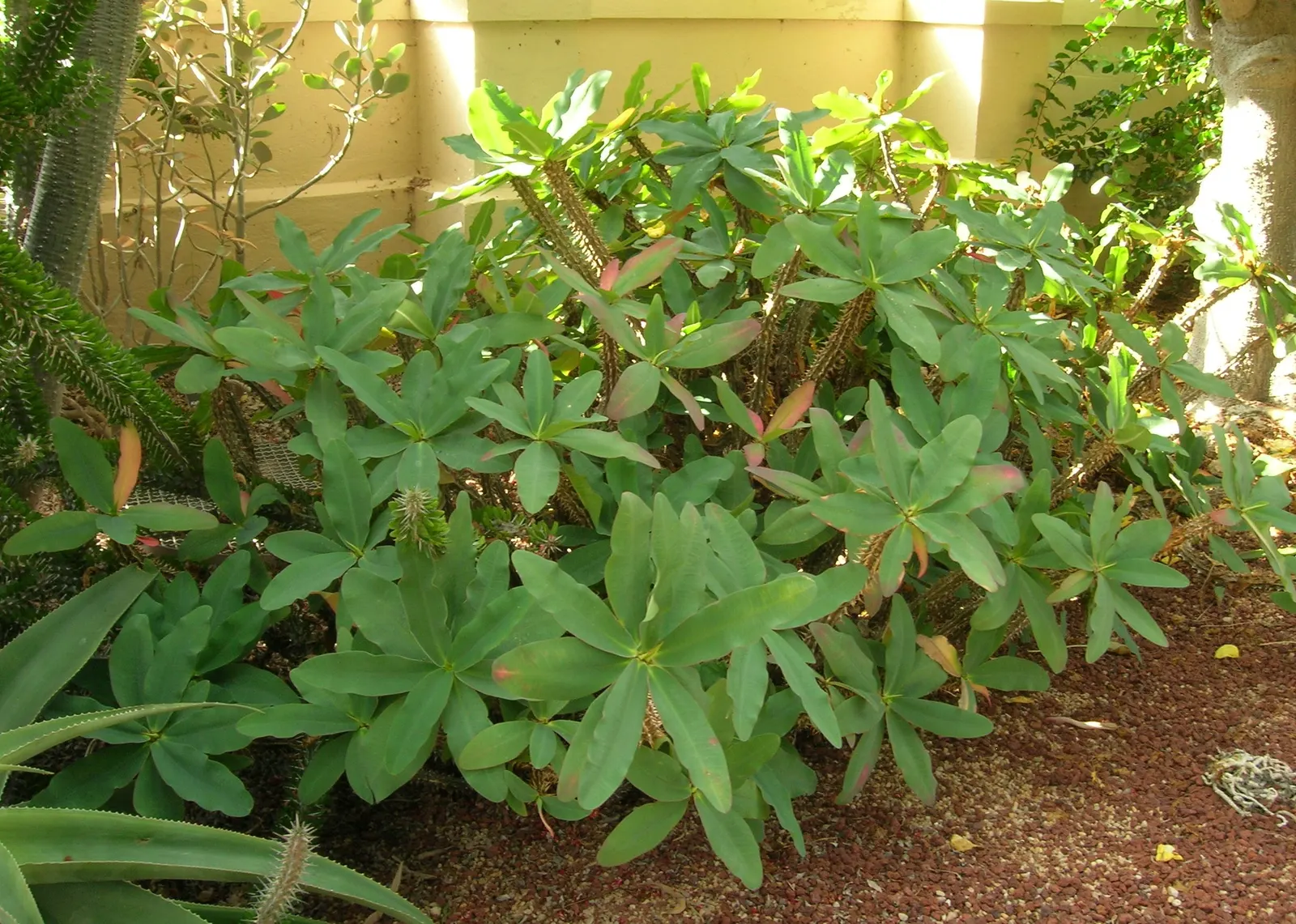 Crown Of Thorns (Euphorbia Milii Var. Hislopii) — Its prickly stems and toxic sap necessitate careful placement‚Äîaway from foot traffic