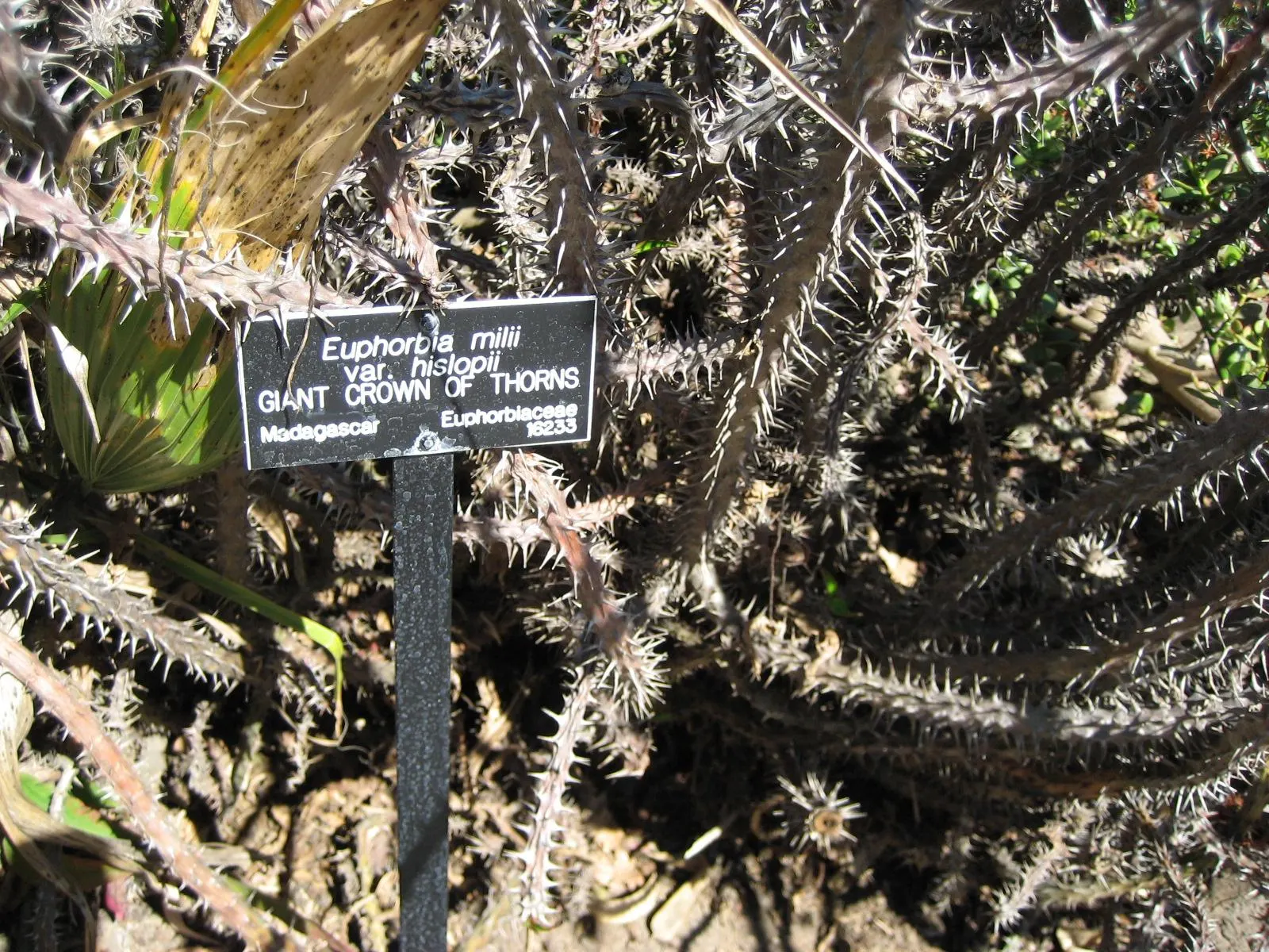 Crown Of Thorns (Euphorbia Milii Var. Hislopii) — Its oval-shaped leaves are mostly found on new growth and are up to 1.5 inches long