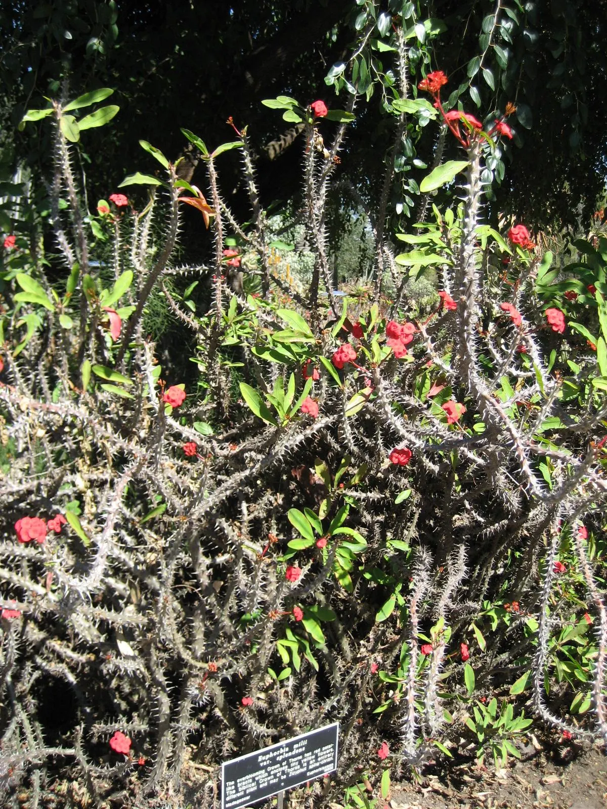 Crown Of Thorns (Euphorbia Milii Var. Hislopii) — Provides a warm, exotic accent with minimal maintenance
