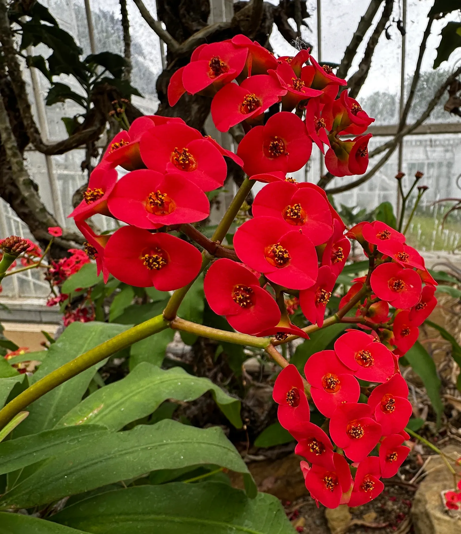 Crown Of Thorns (Euphorbia Milii Var. Hislopii) — is a striking succulent native to Madagascar that offers a bold yet resilient choice for landscape designs