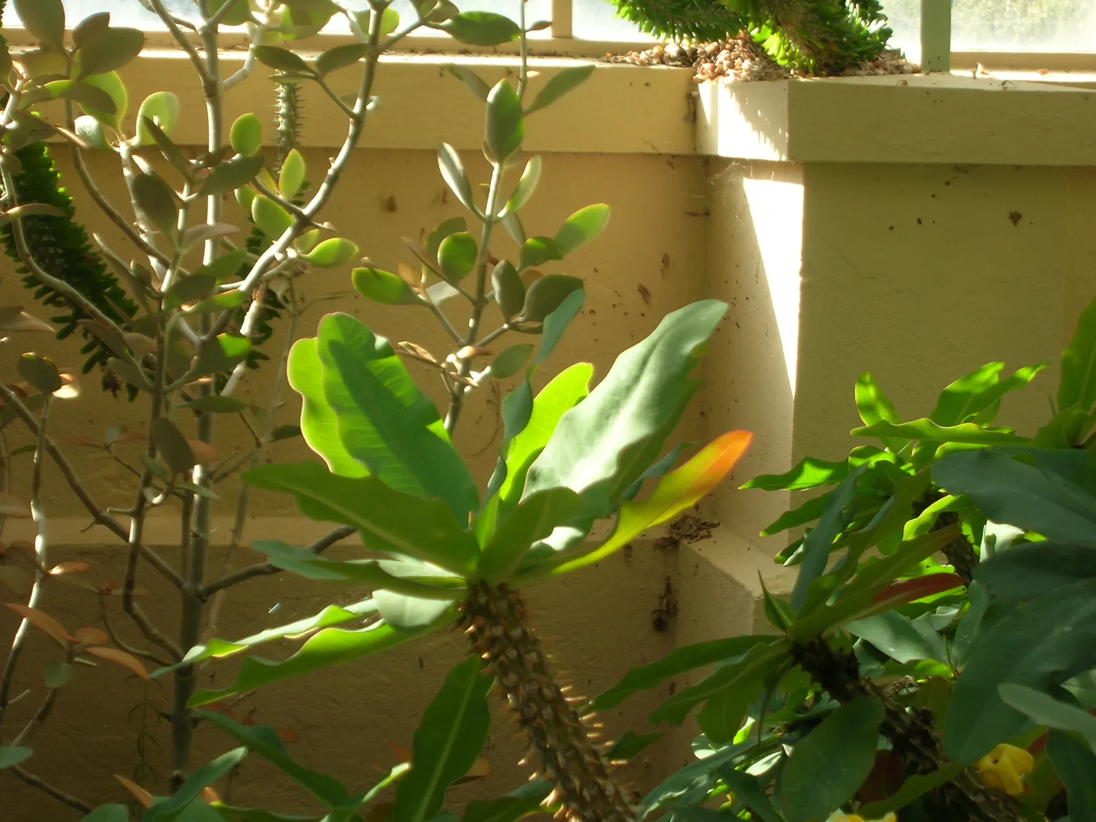 Crown Of Thorns (Euphorbia Milii Var. Hislopii) — succulent shrub reaching 1-2 feet tall