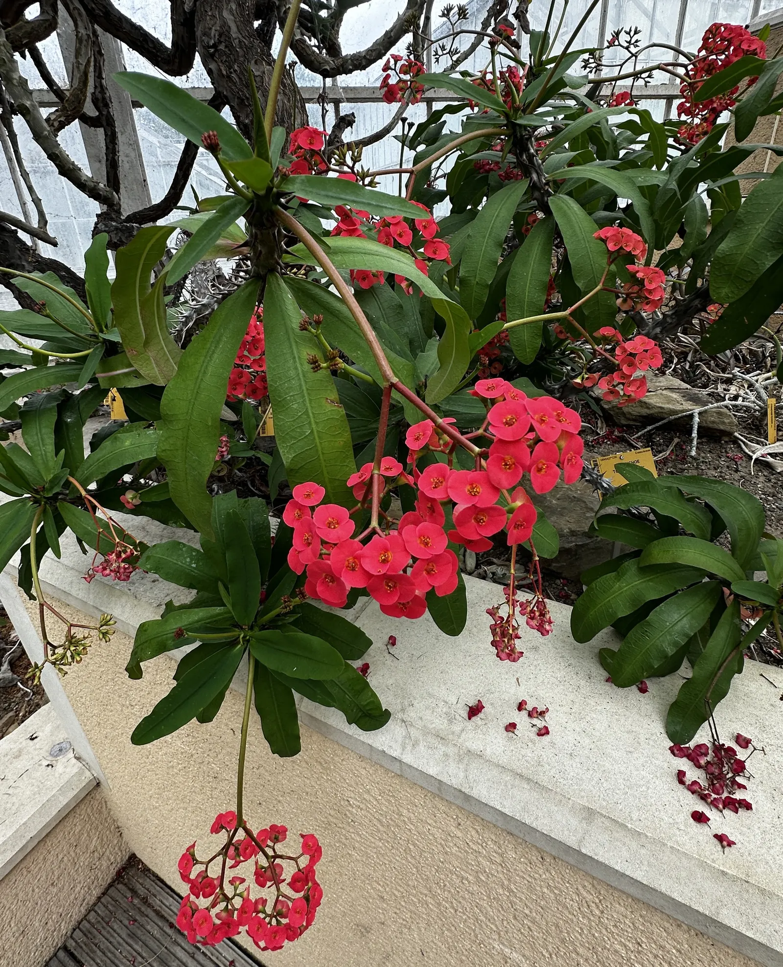 Crown Of Thorns (Euphorbia Milii Var. Hislopii) — Crown of Thorns (Euphorbia milii var
