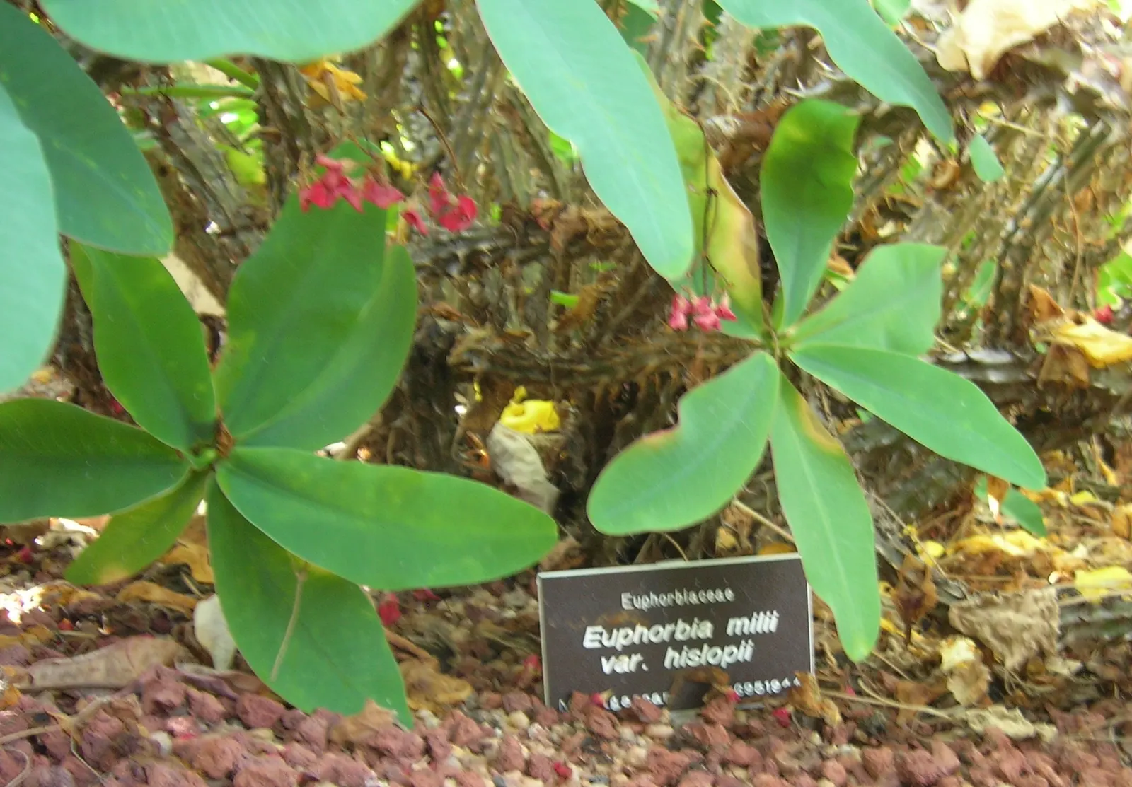 Crown Of Thorns (Euphorbia Milii Var. Hislopii) — The Crown of Thorns, scientifically designated as Euphorbia milii var