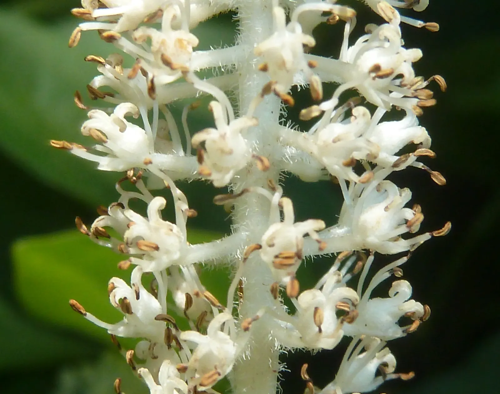 Lizard's Tail (Saururus Cernuus) — This perennial grows 2-4 feet tall and spreads 1-3 feet wide