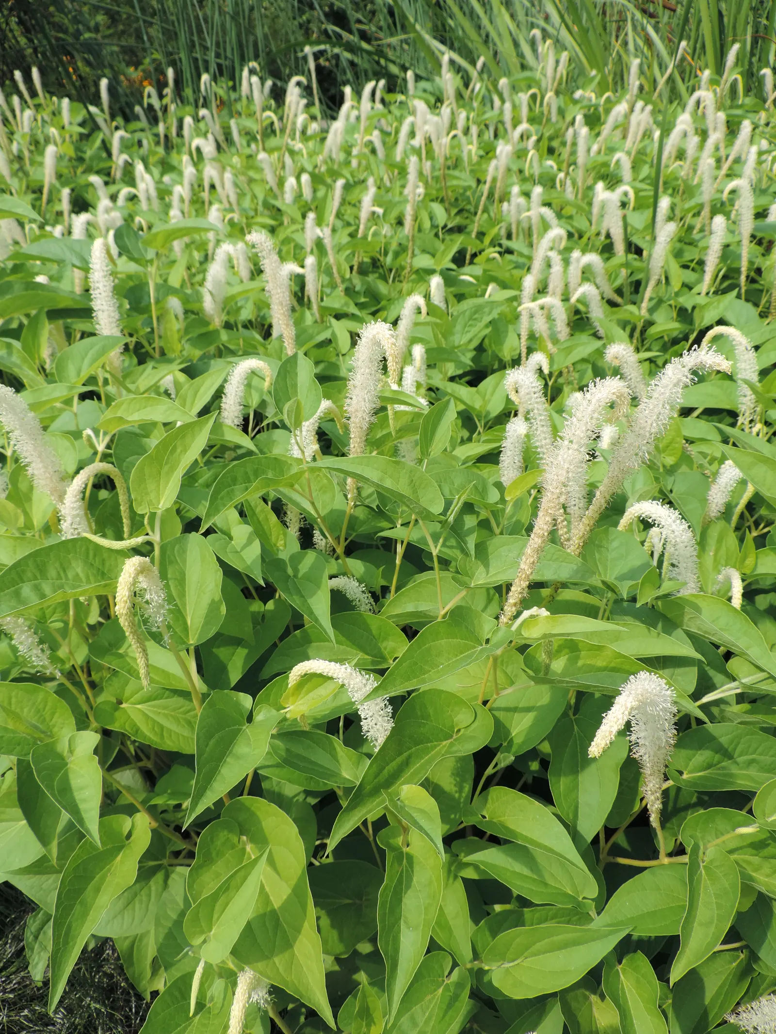Lizard's Tail (Saururus Cernuus) — drooping white flower spires resembling reptilian tails; when establishing Lizard's Tail