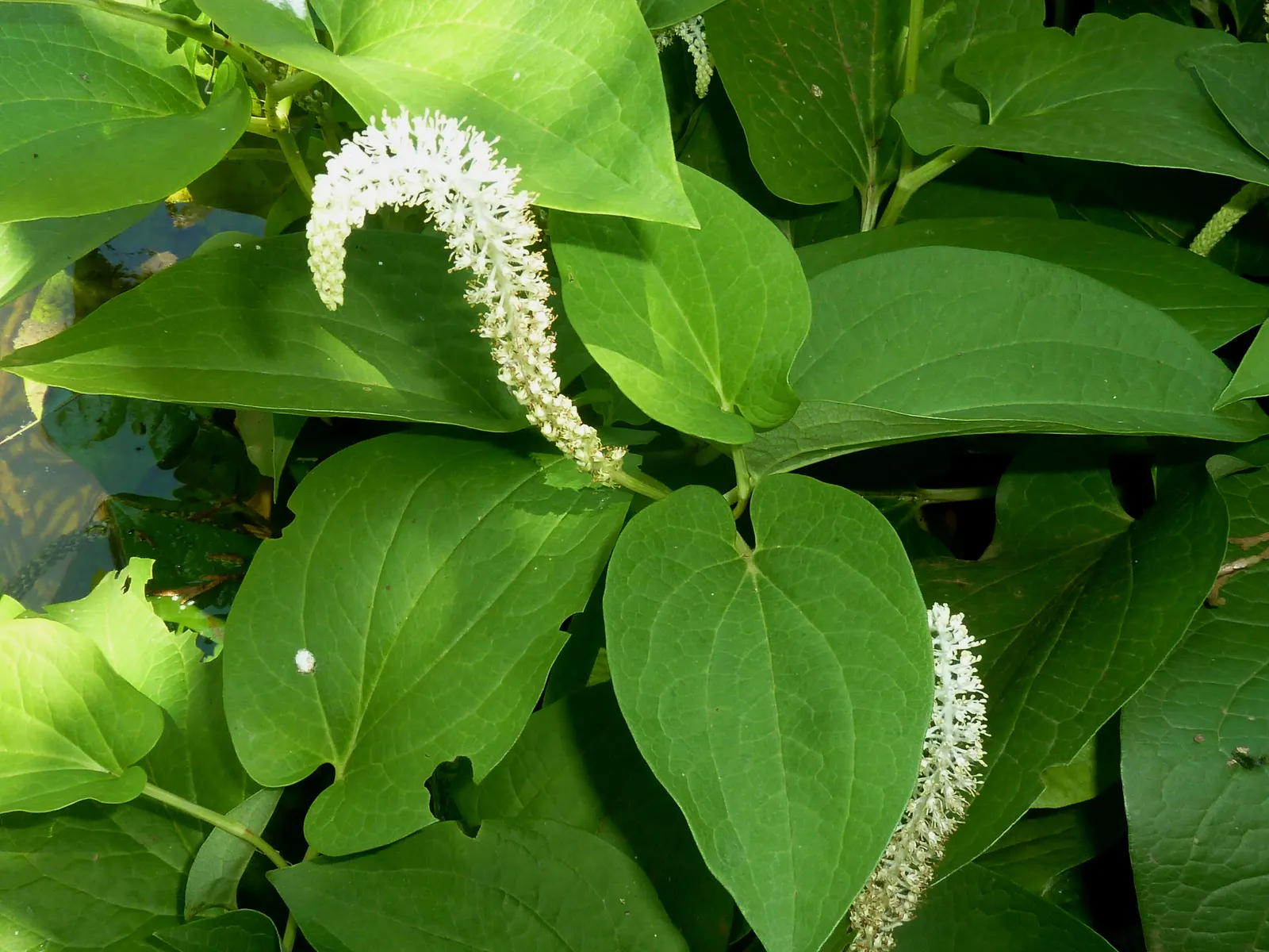 Lizard's Tail (Saururus Cernuus) — green aesthetic with its heart-shaped leaves and distinctive