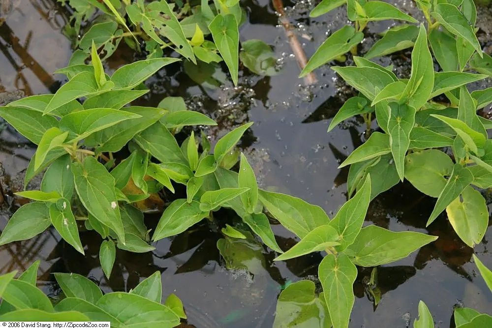 Lizard's Tail (Saururus Cernuus) — Lizard's Tail produces curious