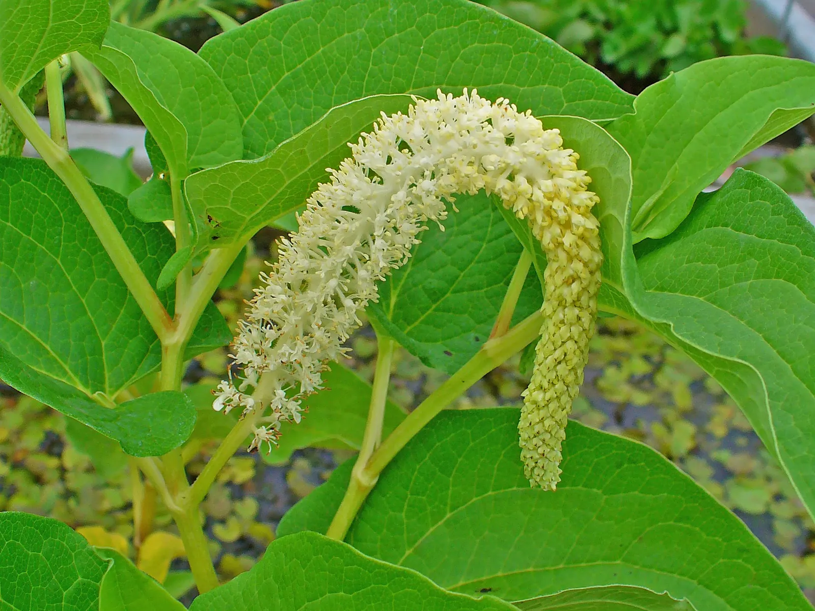 Lizard's Tail (Saururus Cernuus) — It thrives in wet conditions, making it ideal for water gardens or boggy areas, image 25