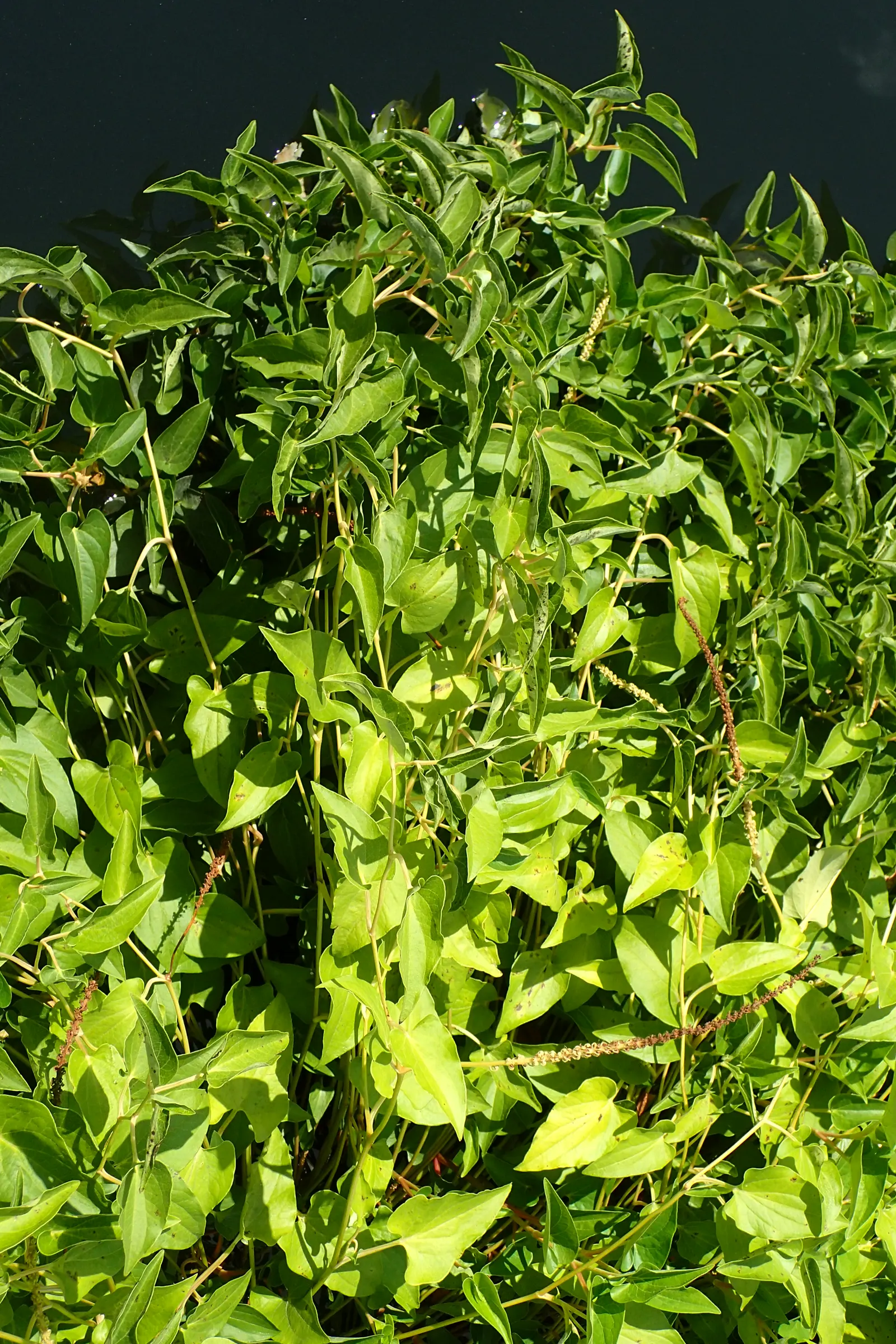 Lizard's Tail (Saururus Cernuus) — green aesthetic with its heart-shaped leaves and distinctive; lizard's Tail produces curious