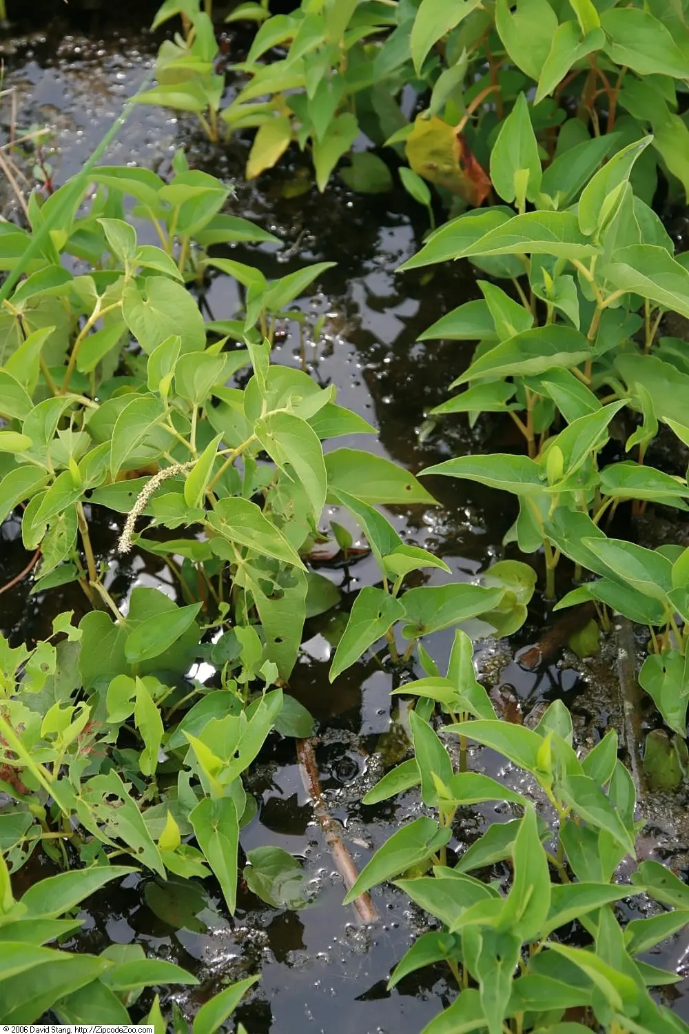 Lizard's Tail (Saururus Cernuus) — thereby supporting local biodiversity
