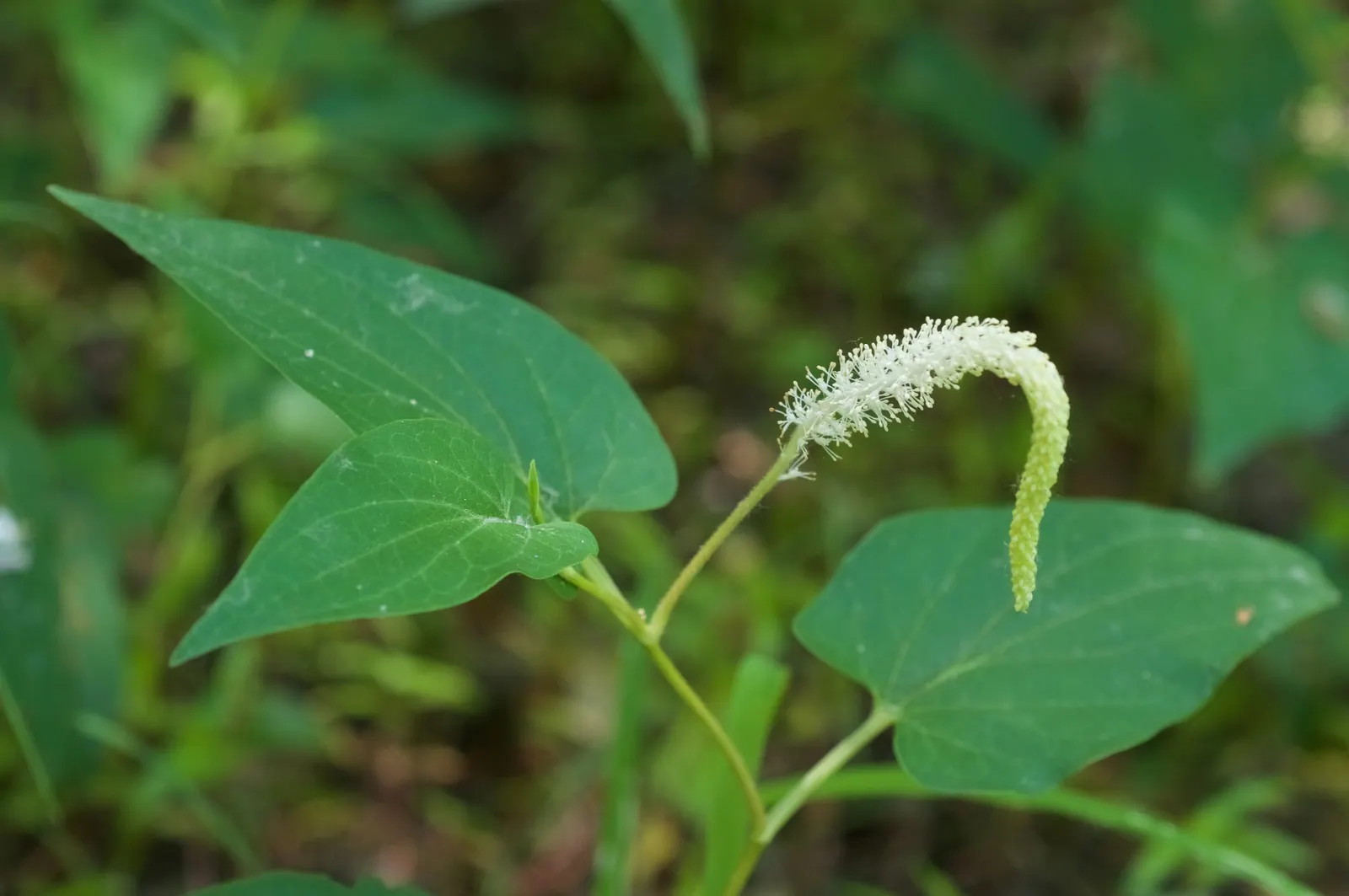 Lizard's Tail (Saururus Cernuus) — scientifically known as Saururus cernuus