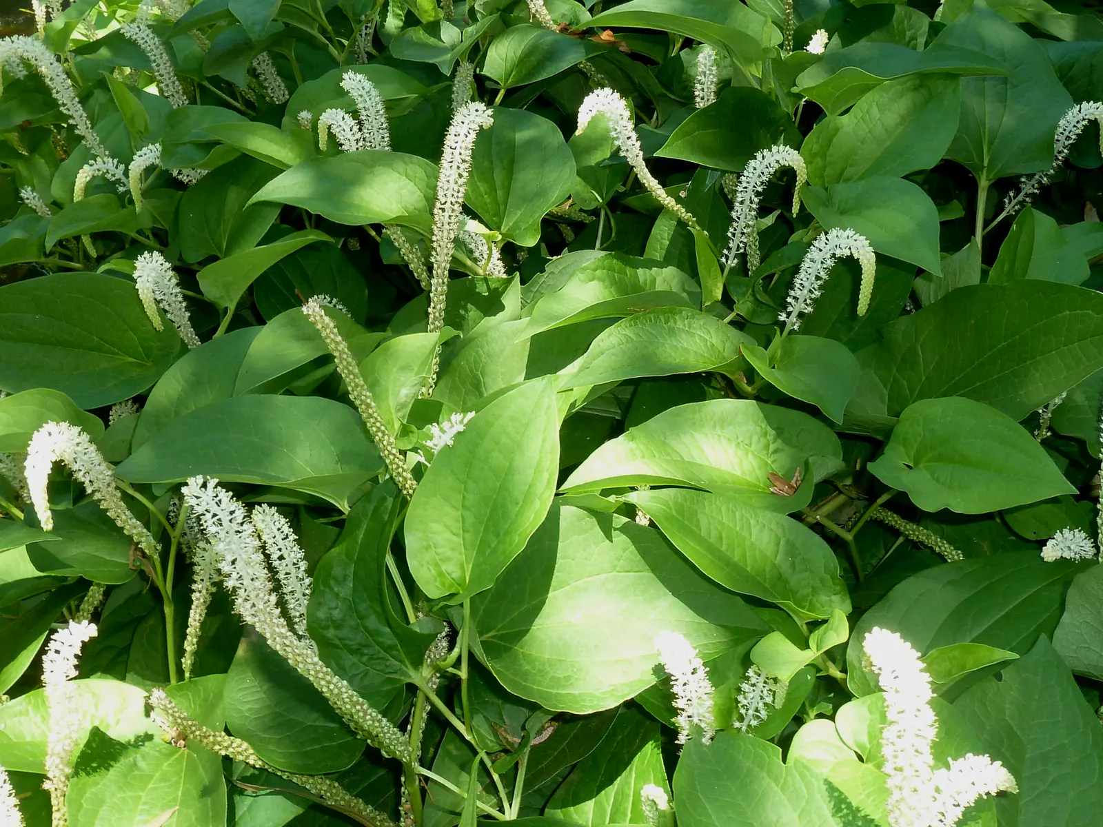Lizard's Tail (Saururus Cernuus) — making it ideal for areas with poor drainage