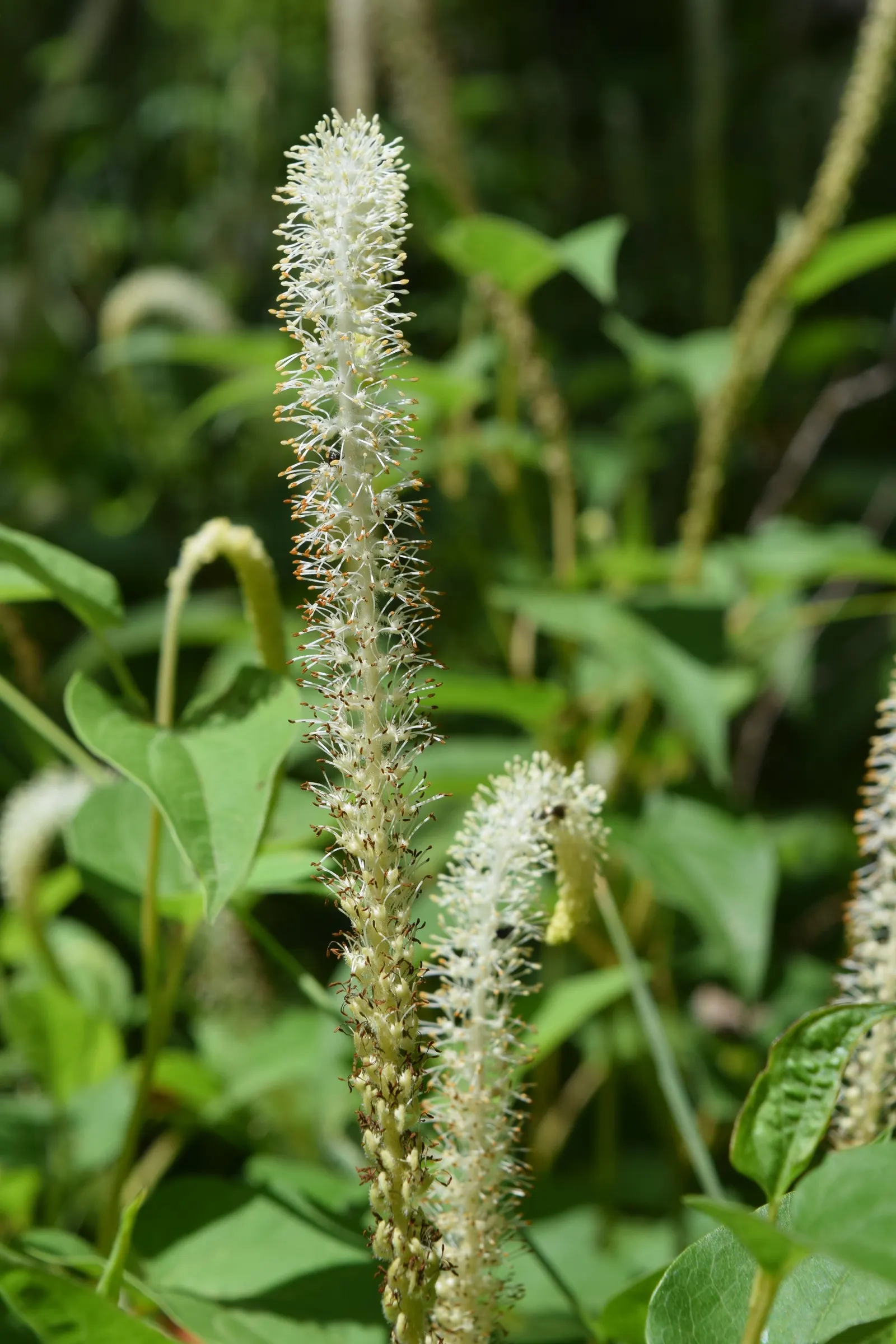 Lizard's Tail (Saururus Cernuus) — This perennial grows 2-4 feet tall and spreads 1-3 feet wide; lizard's Tail produces curious