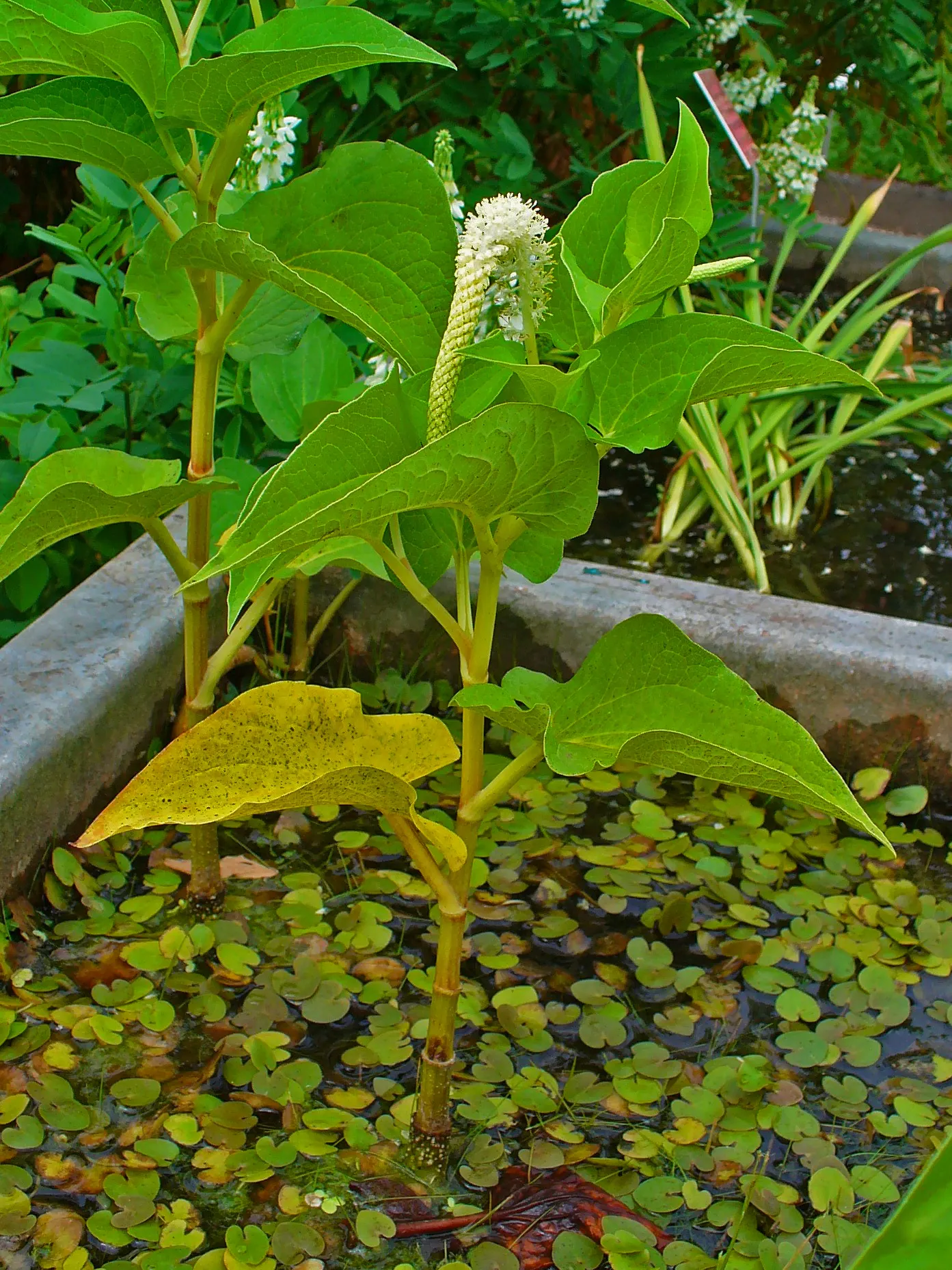 Lizard's Tail (Saururus Cernuus) — drooping white flower spires resembling reptilian tails