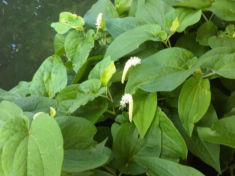 Lizard's Tail (Saururus Cernuus) — It thrives in wet conditions, making it ideal for water gardens or boggy areas