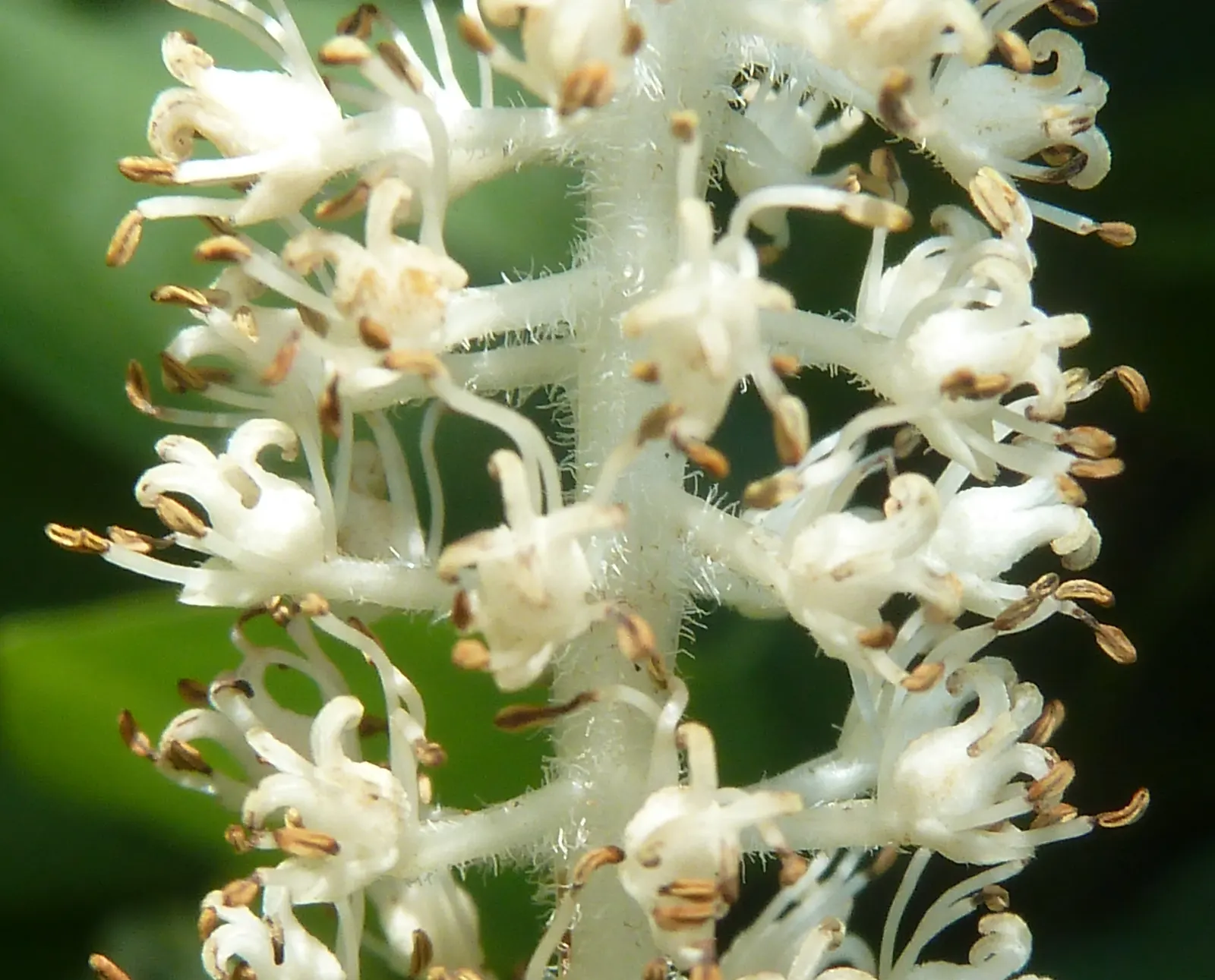 Lizard's Tail (Saururus Cernuus) — These flowers are fragrant and can reach lengths of 4 to 6 inches