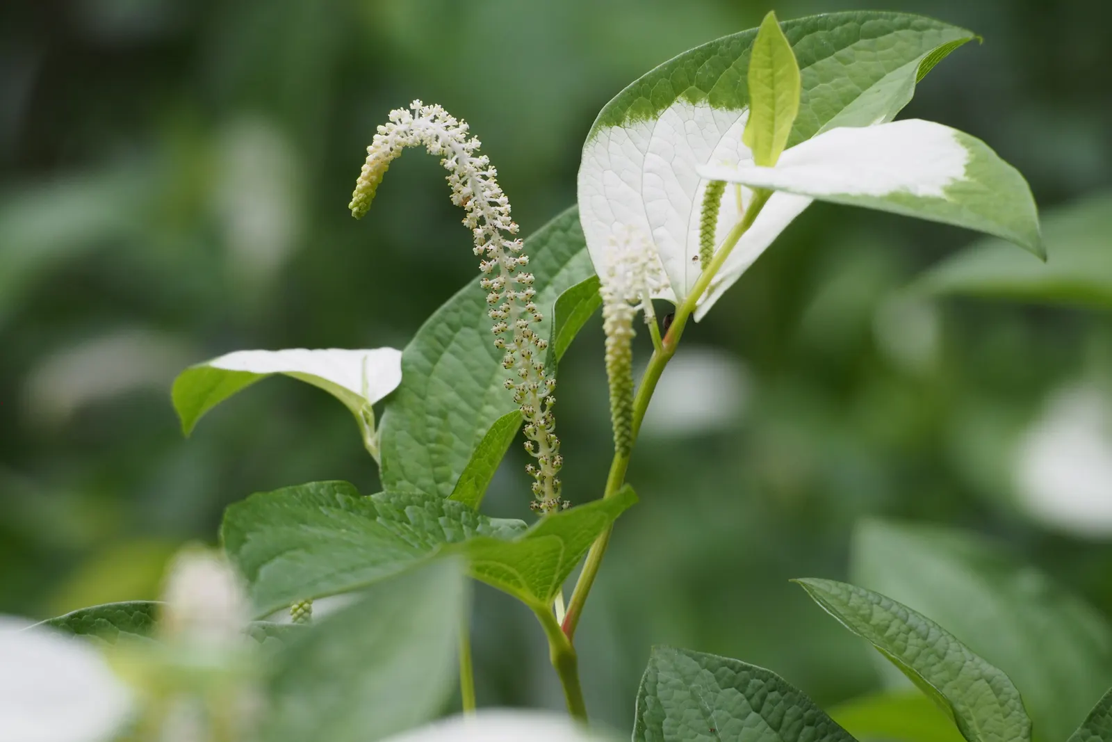 Lizard's Tail (Saururus Cernuus) — white flowers in the garden