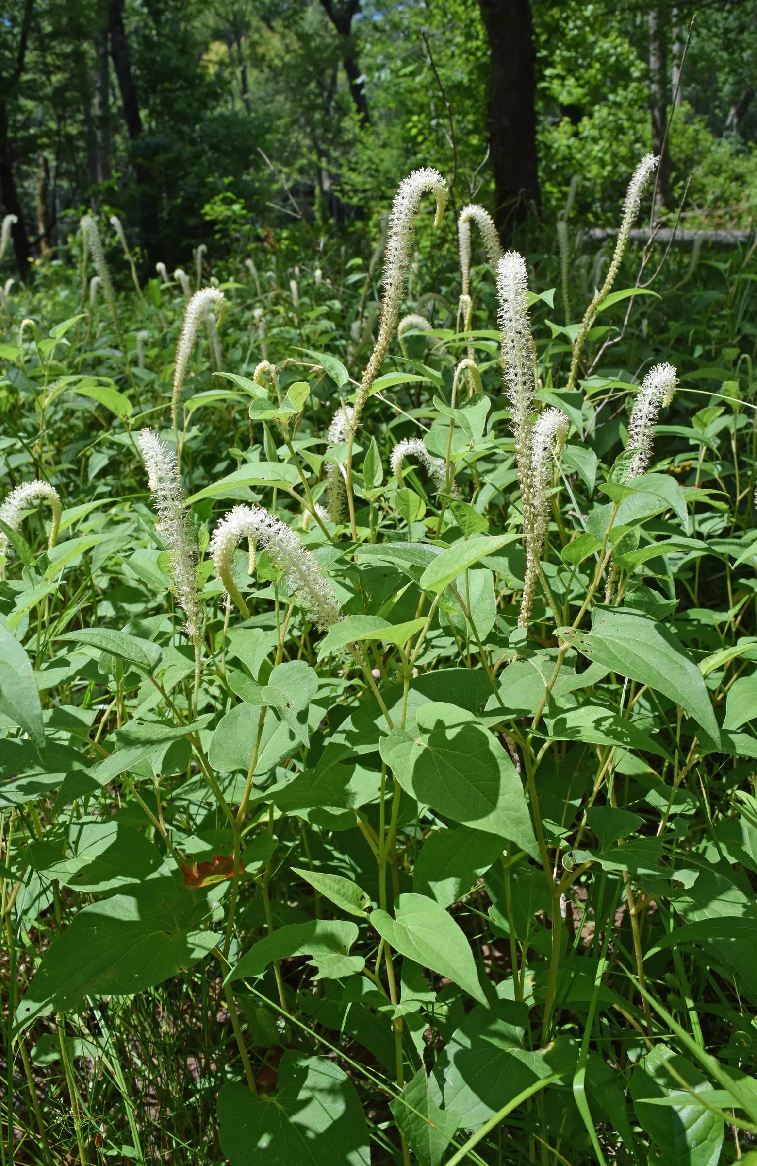 Lizard's Tail (Saururus Cernuus) — It's a hardy, low-maintenance choice, providing a unique texture and interest to aquatic landscaping endeavors