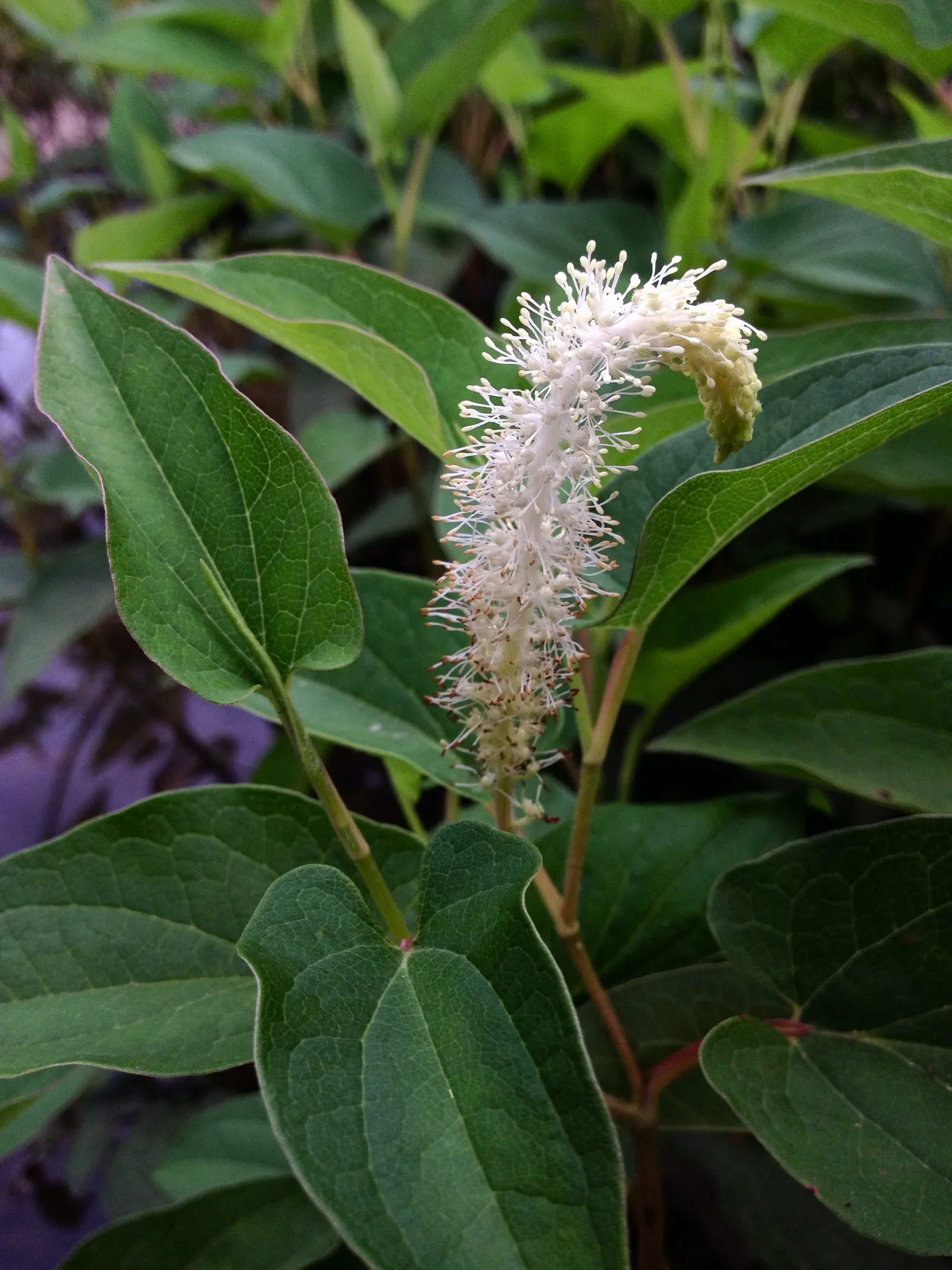 Lizard's Tail (Saururus Cernuus) — Full to partial sunlight encourages optimal growth