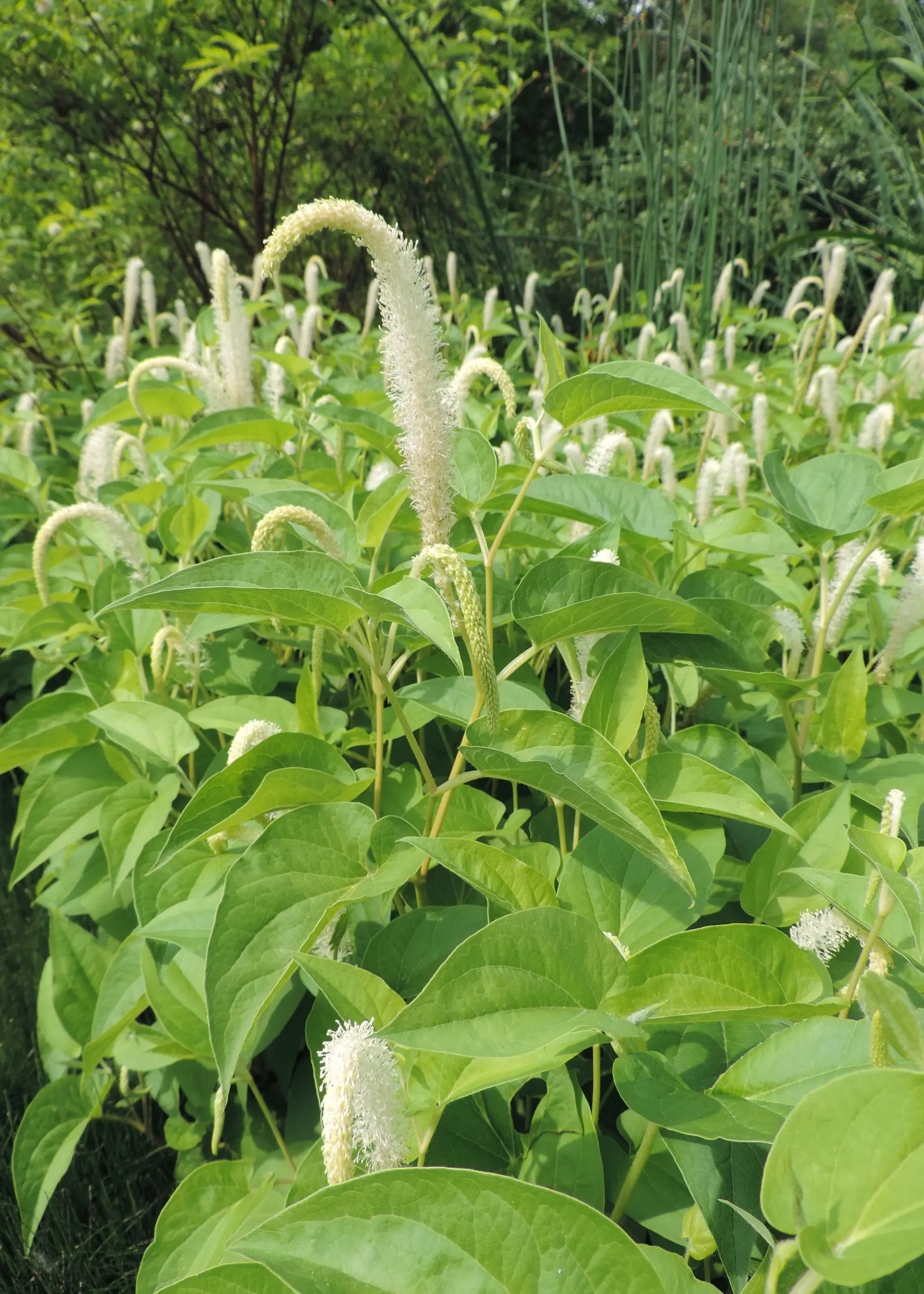 Lizard's Tail (Saururus Cernuus) — aquatic for full or half