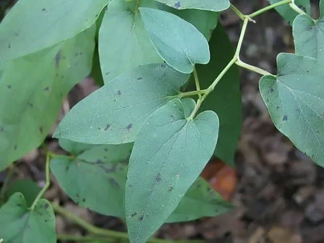 Lizard's Tail (Saururus Cernuus) — When establishing Lizard's Tail