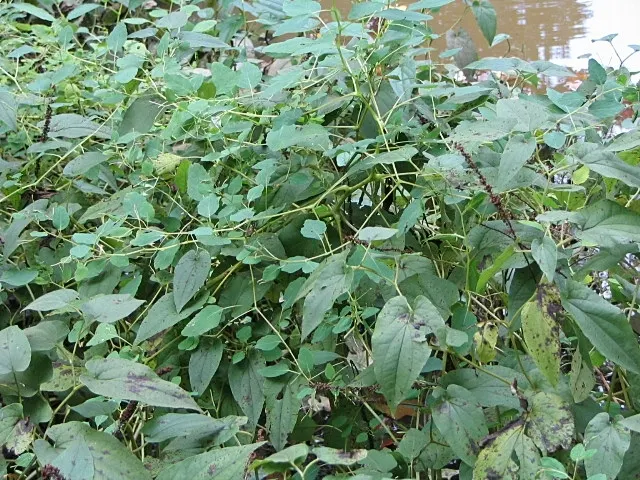 Lizard's Tail (Saururus Cernuus) — Lizard's Tail (Saururus cernuus) offers a lush