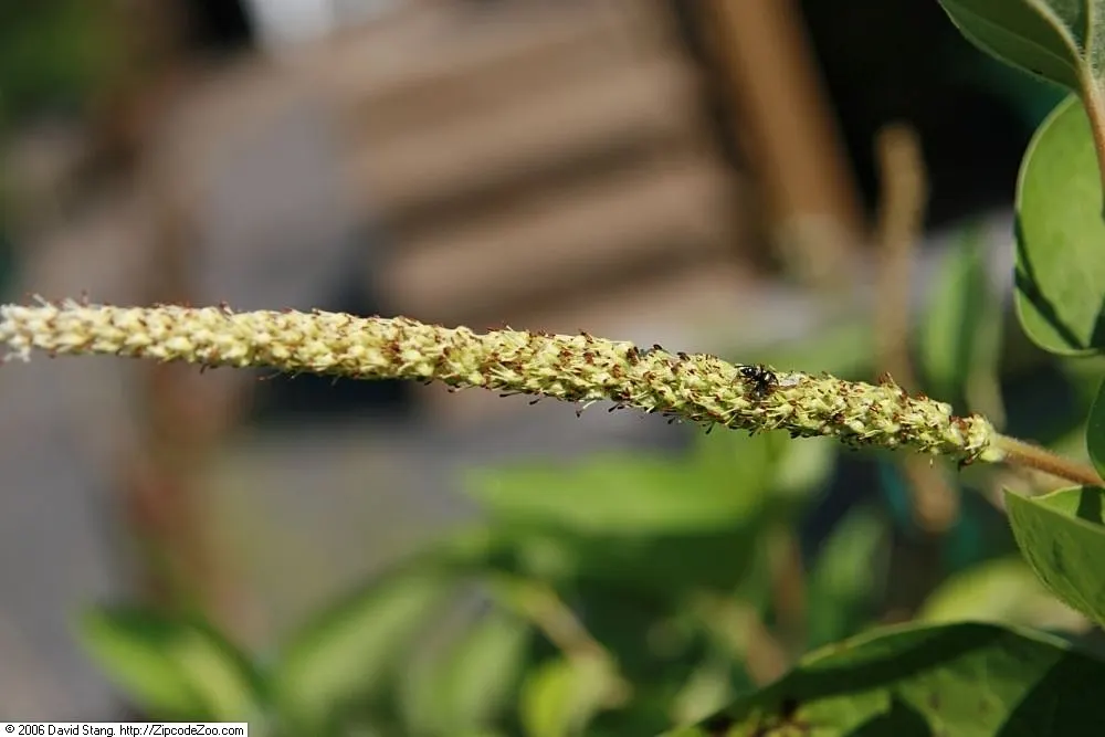 Lizard's Tail (Saururus Cernuus) — aquatic with white blooms