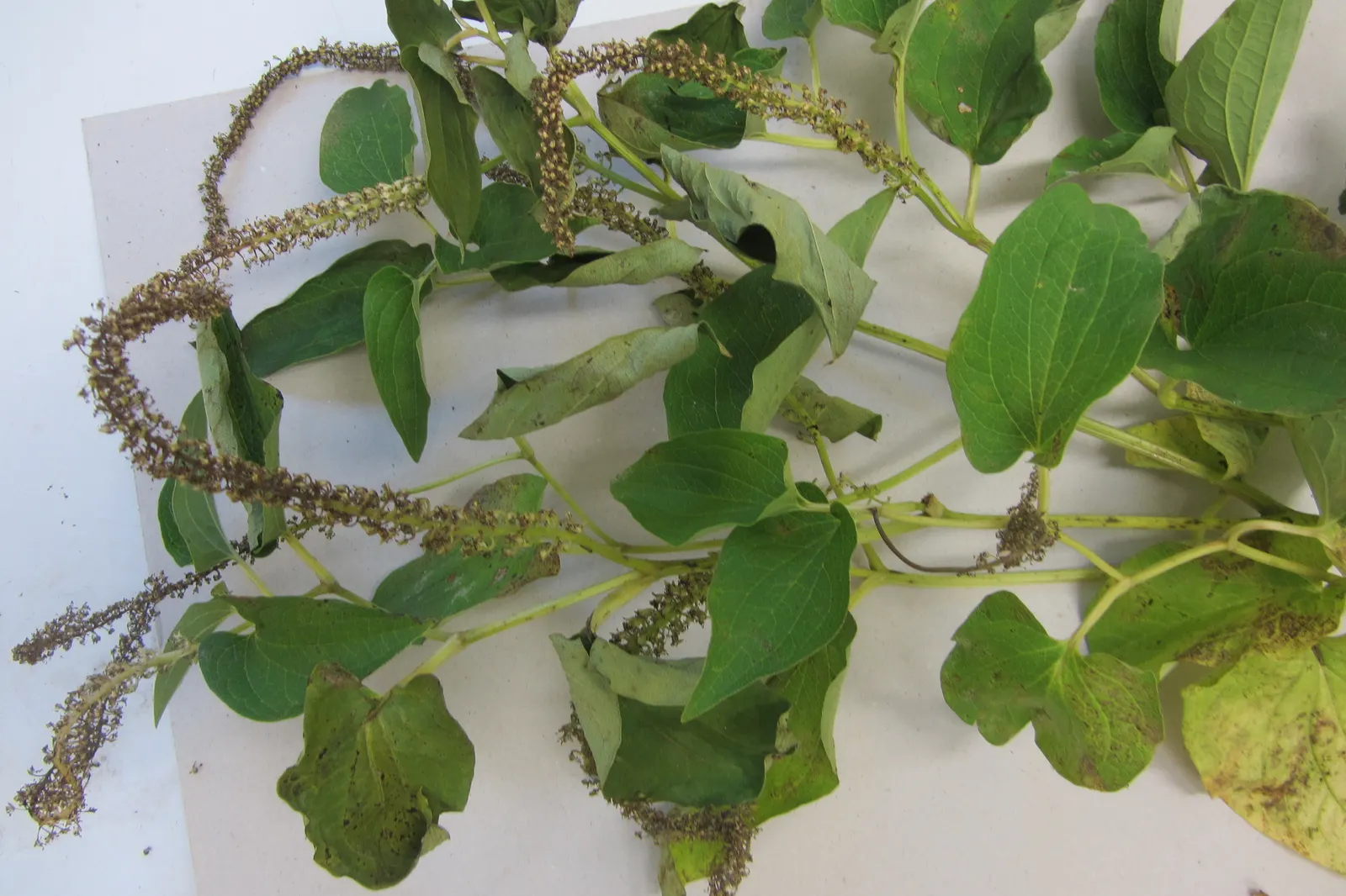 Lizard's Tail (Saururus Cernuus) — It can be cultivated in USDA Hardiness Zones 4 through 11 and has the added advantage of being deer resistant