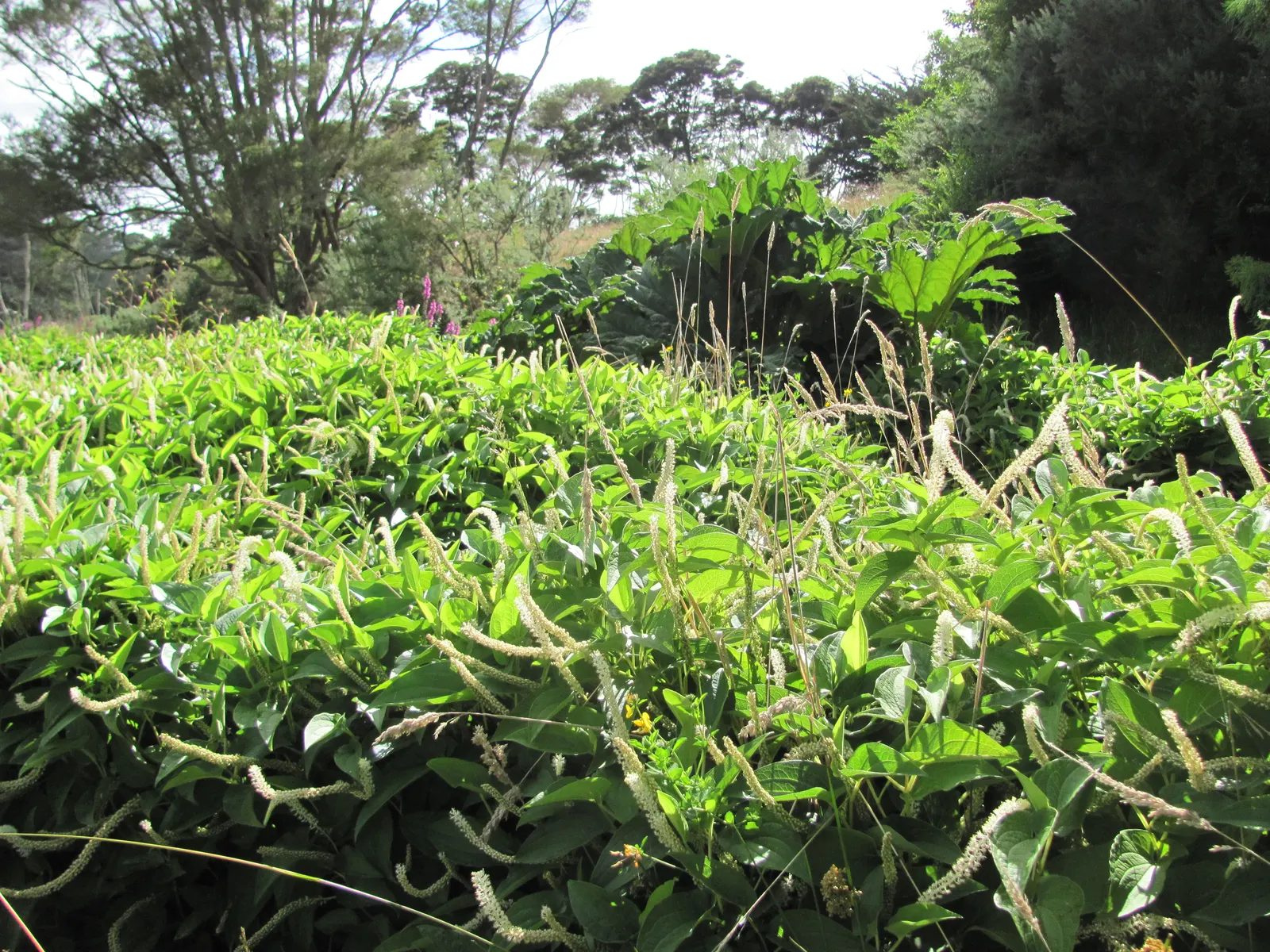 Lizard's Tail (Saururus Cernuus) — this plant can grow to a height of 2 to 3 feet and spreads approximately 12 to 24 inches wide