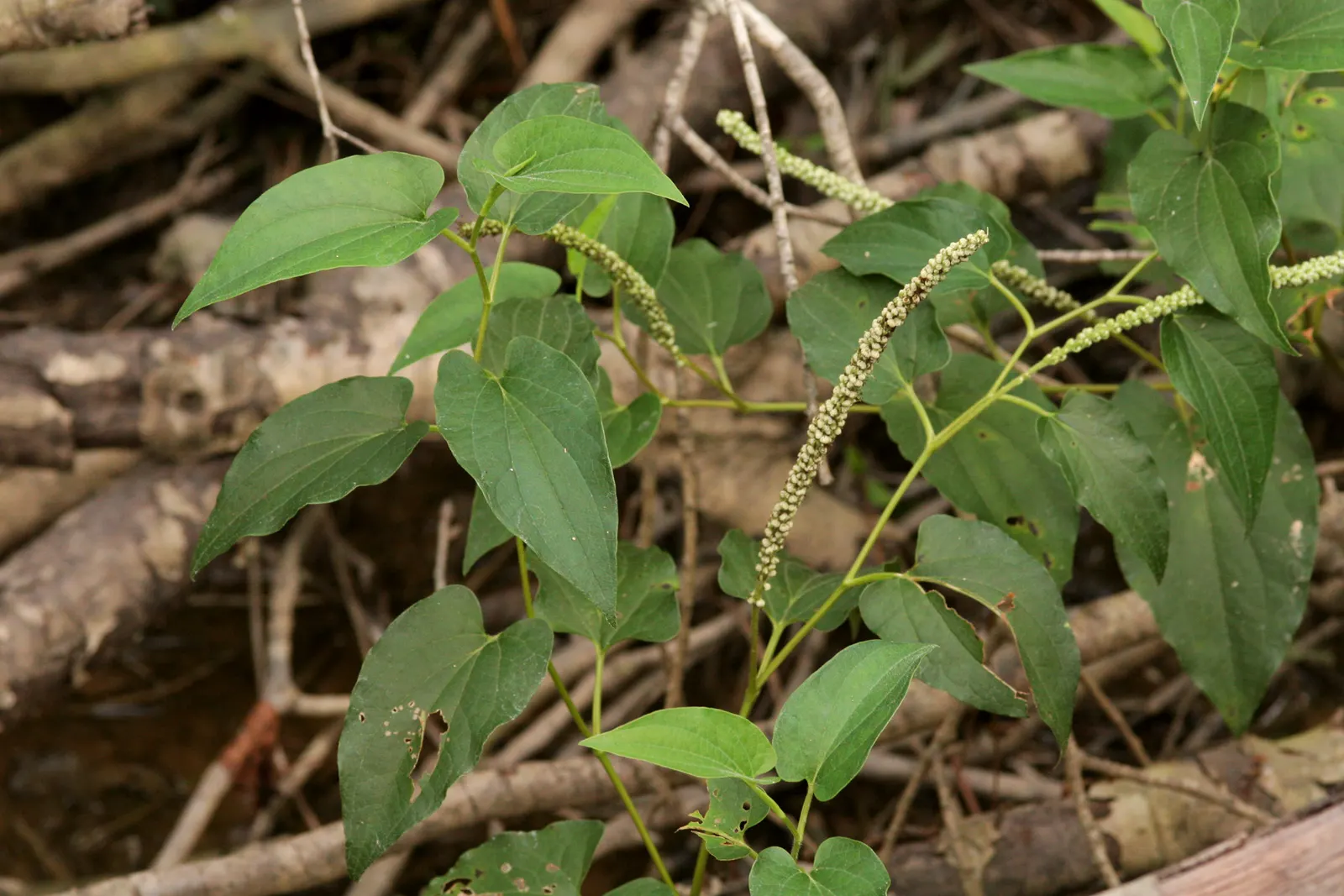 Lizard's Tail (Saururus Cernuus) — The foliage is light green, providing a fresh and lush backdrop in the garden landscape