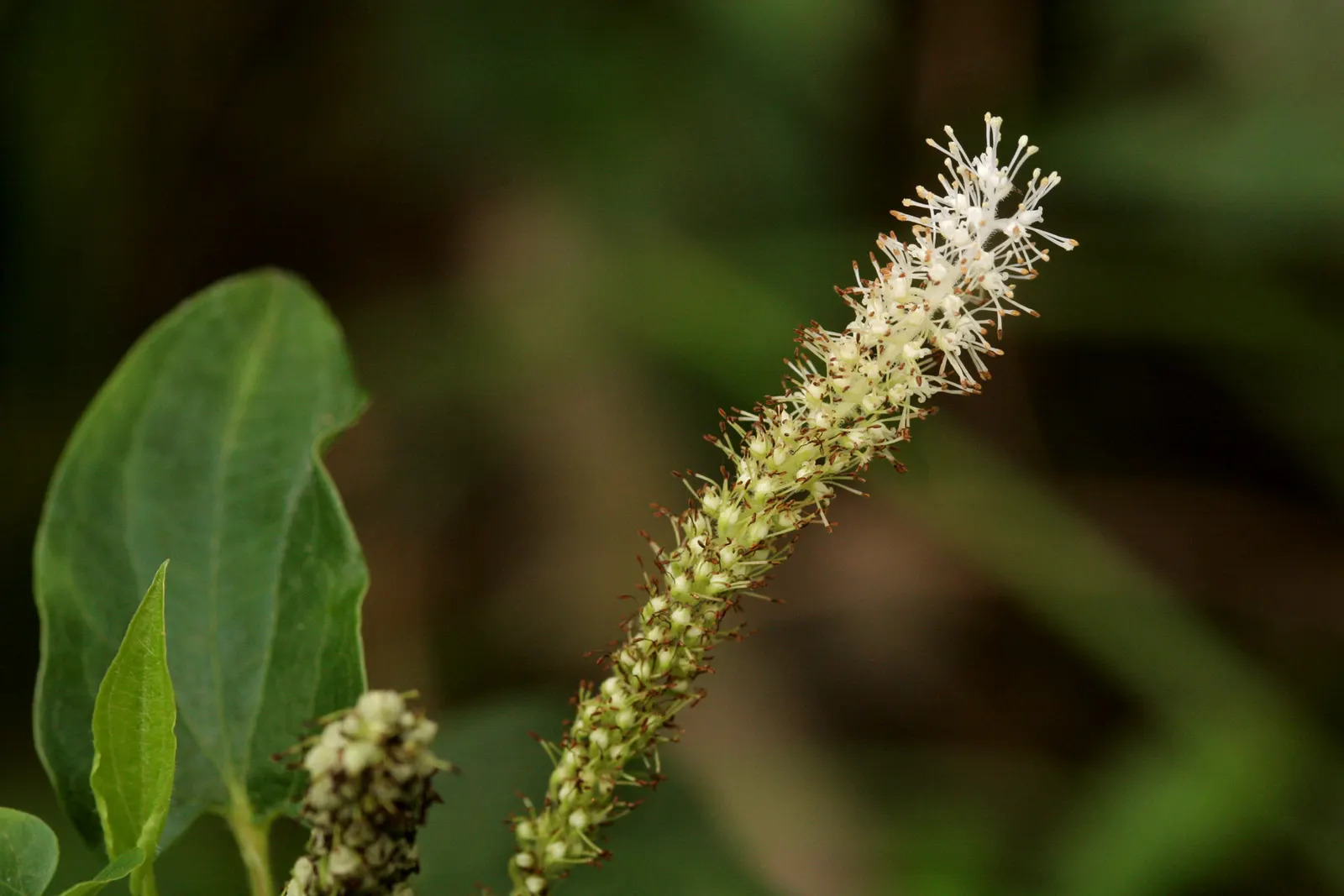 Lizard's Tail (Saururus Cernuus) — white inflorescences that resemble a lizard's tail