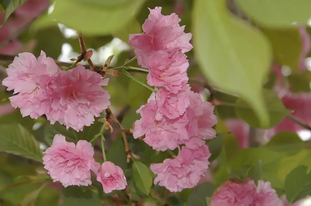 Kwanzan Flowering Japanese Cherry (Prunus Serrulata 'Kwanzan') — Requires a sunny location with well-drained soil, preferably a moist, slightly acidic loam for