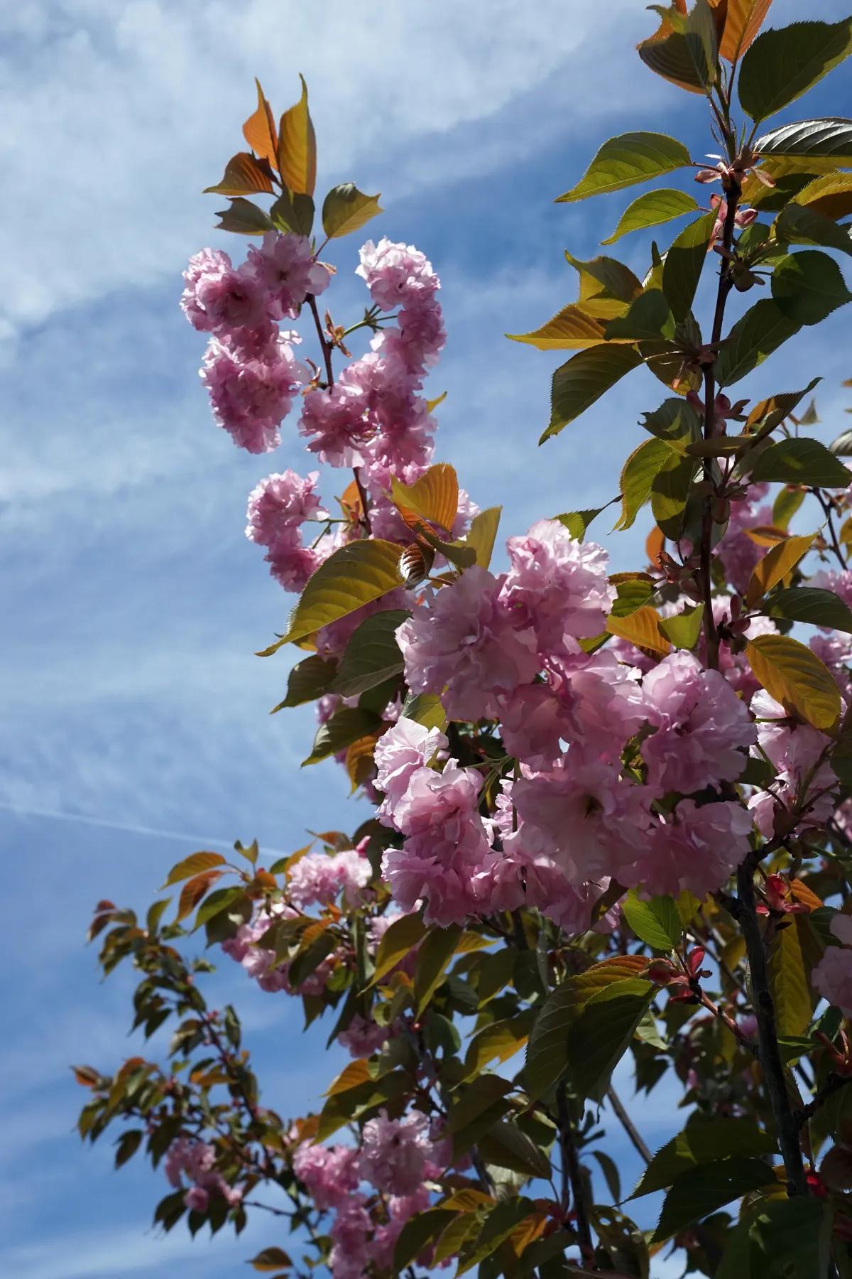 Kwanzan Flowering Japanese Cherry (Prunus Serrulata 'Kwanzan') — and watching for pests like aphids and tent caterpillars