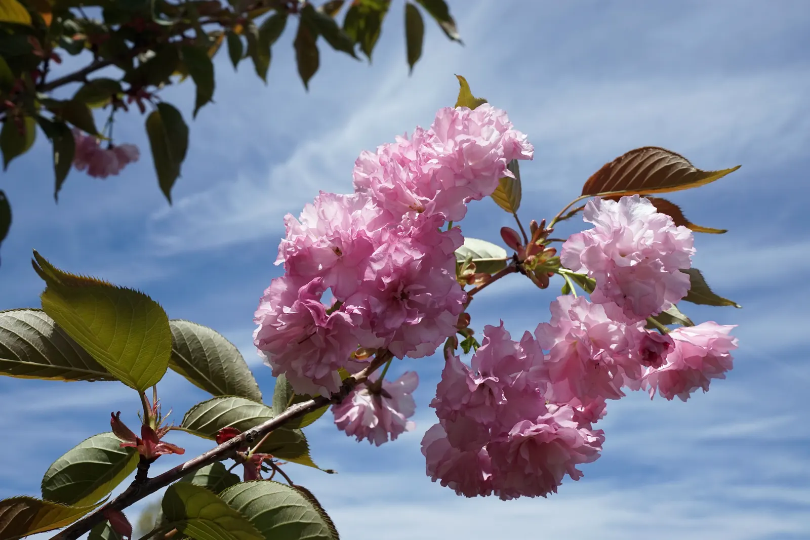 Kwanzan Flowering Japanese Cherry (Prunus Serrulata 'Kwanzan') — Ideal specimen for visual impact in zones 5-9, it adds elegance to any landscape design