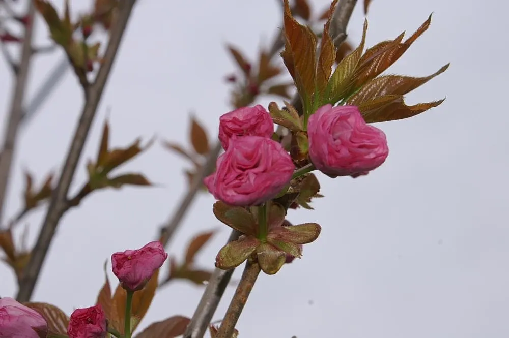 Kwanzan Flowering Japanese Cherry (Prunus Serrulata 'Kwanzan') — unfolding as bronze-toned leaves that transition to a dark green as they mature