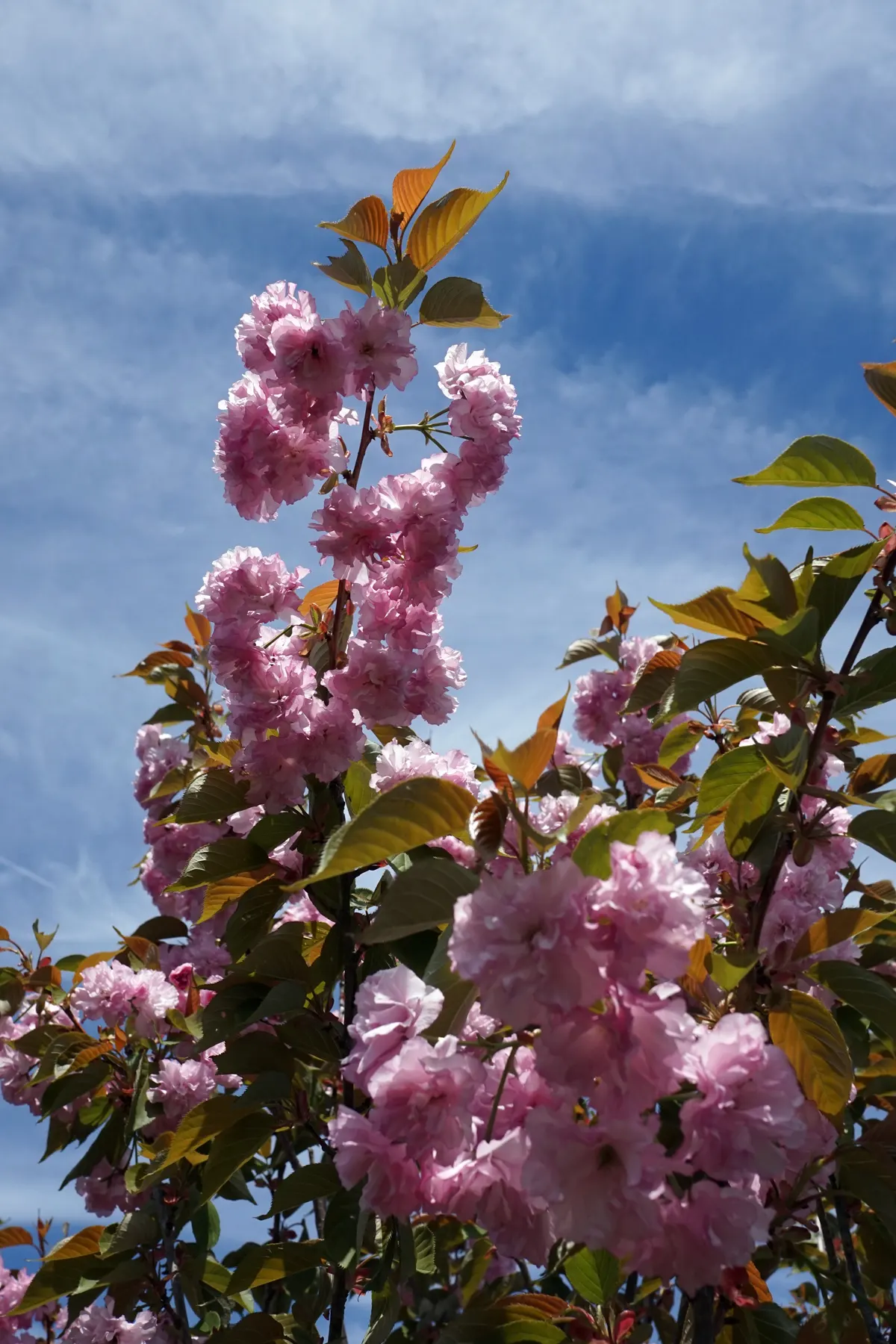Kwanzan Flowering Japanese Cherry (Prunus Serrulata 'Kwanzan') — Each flower is around 2 to 2.5 inches in diameter.<br><br>The foliage of the 'Kwanzan' is