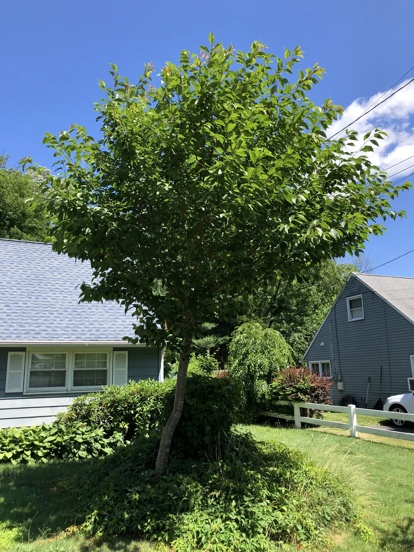 Kwanzan Flowering Japanese Cherry (Prunus Serrulata 'Kwanzan') — It can tolerate a USDA hardiness zone of 5 to 9.<br><br>For landscape design purposes