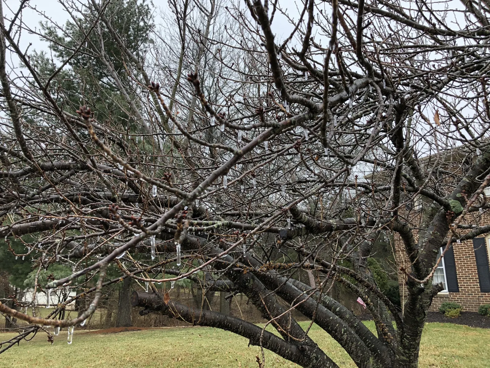Kwanzan Flowering Japanese Cherry (Prunus Serrulata 'Kwanzan') — Foliage turns to bronzy hues come fall