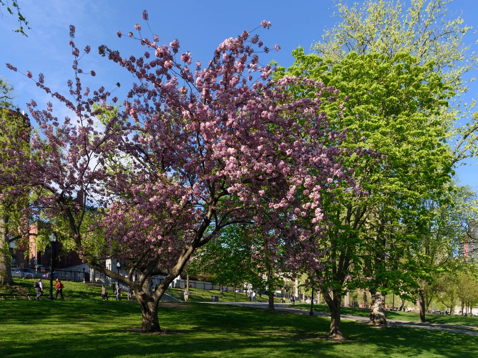 Kwanzan Flowering Japanese Cherry (Prunus Serrulata 'Kwanzan') — This deciduous tree prefers well-drained soil and full sun