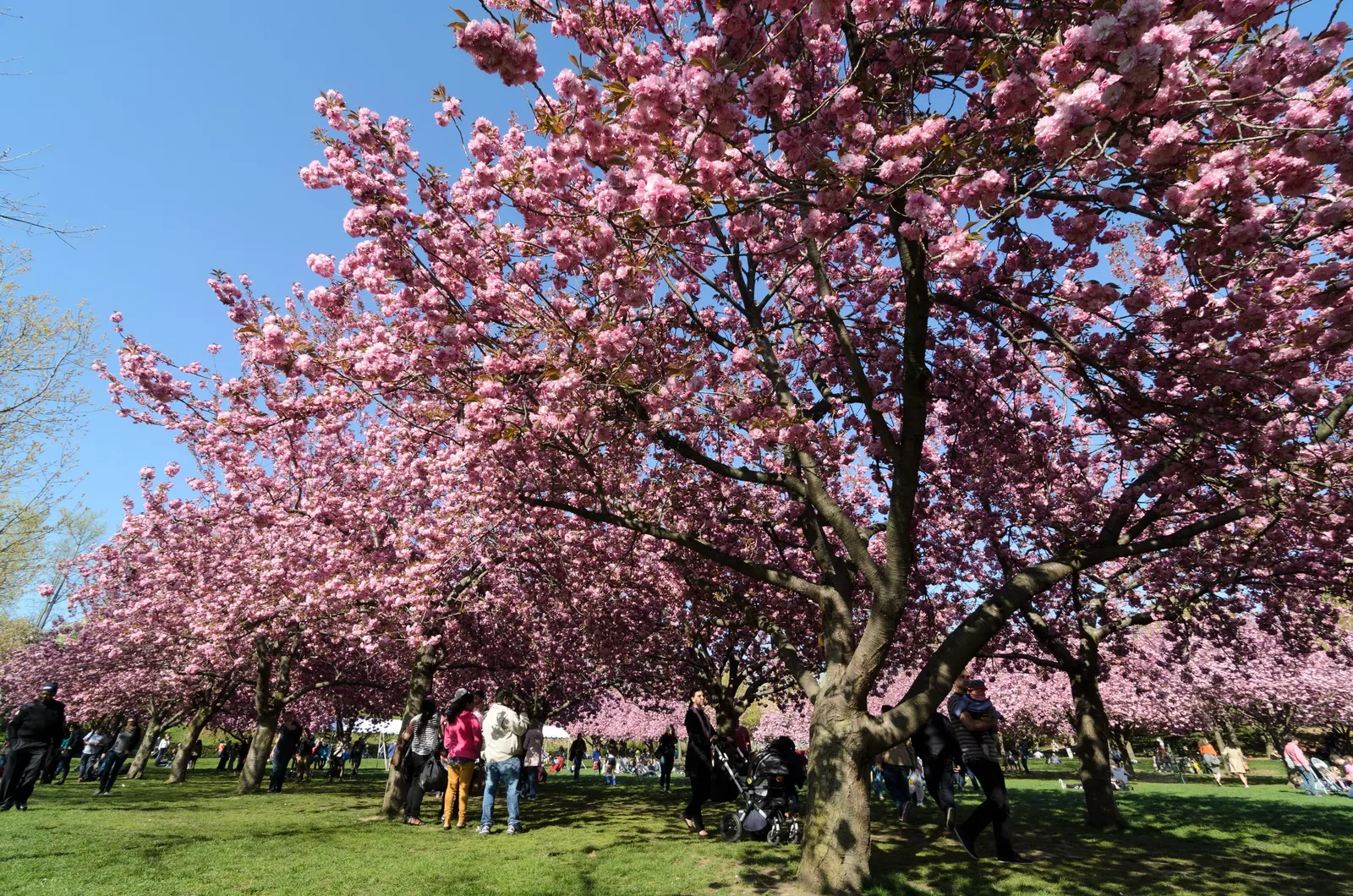 Kwanzan Flowering Japanese Cherry (Prunus Serrulata 'Kwanzan') — It can line driveways or walkways, or be planted in residential yards