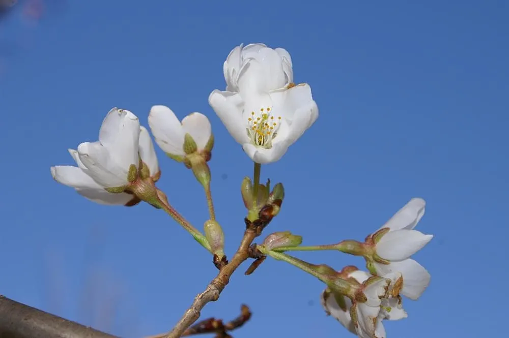 Kwanzan Flowering Japanese Cherry (Prunus Serrulata 'Kwanzan') — and then turn to warm shades of yellow
