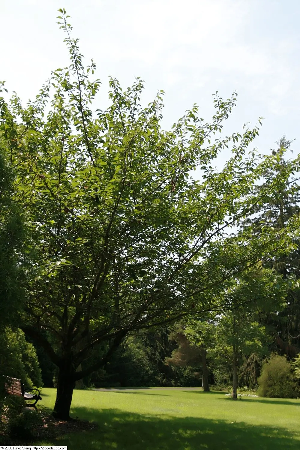 Kwanzan Flowering Japanese Cherry (Prunus Serrulata 'Kwanzan') — This tree typically reaches heights of 15 to 25 feet with a comparable spread of 15 to 25 feet