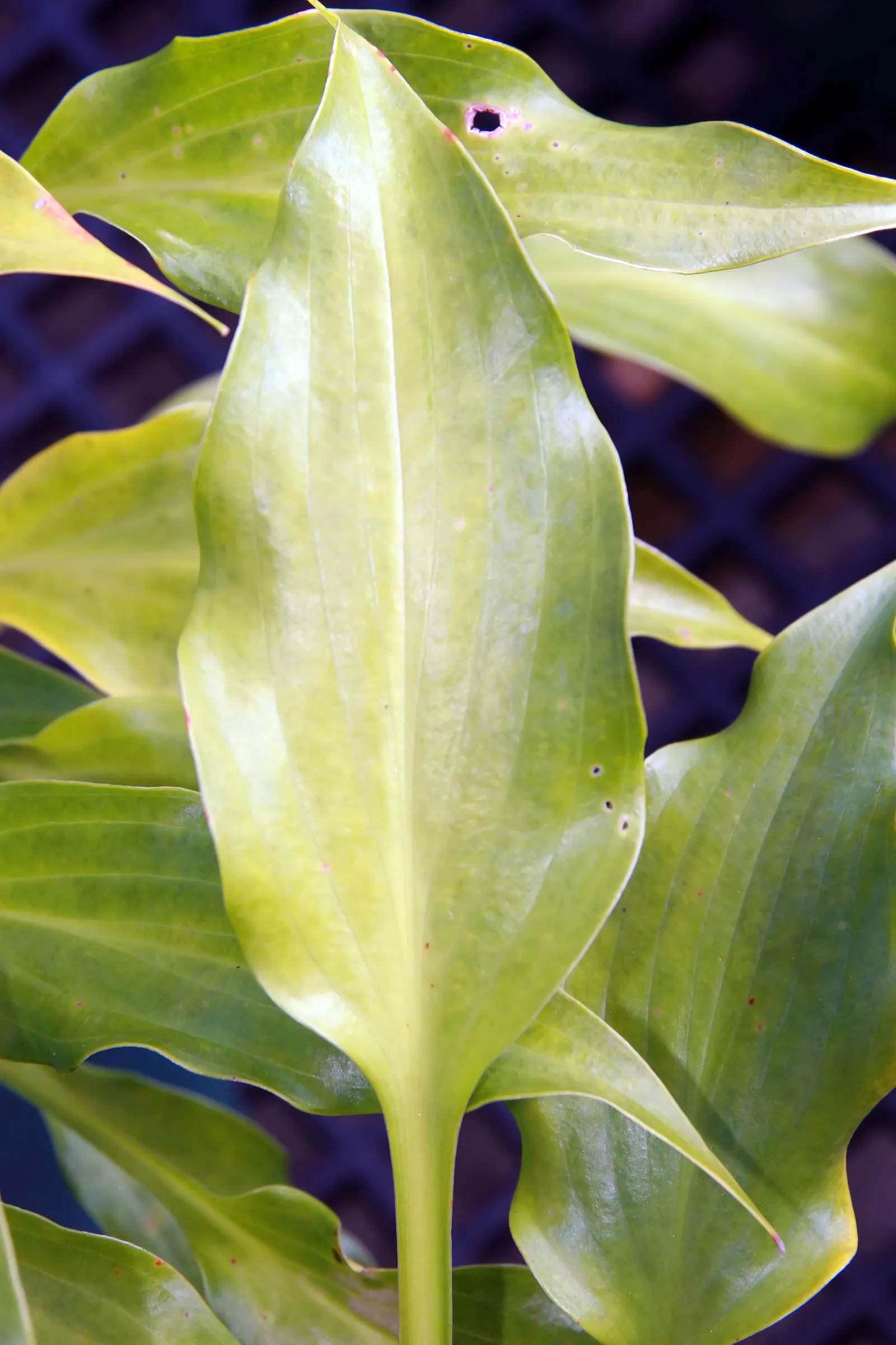 Twilight Hosta (Hosta 'Twilight') — The Hosta 'Twilight' is a striking perennial